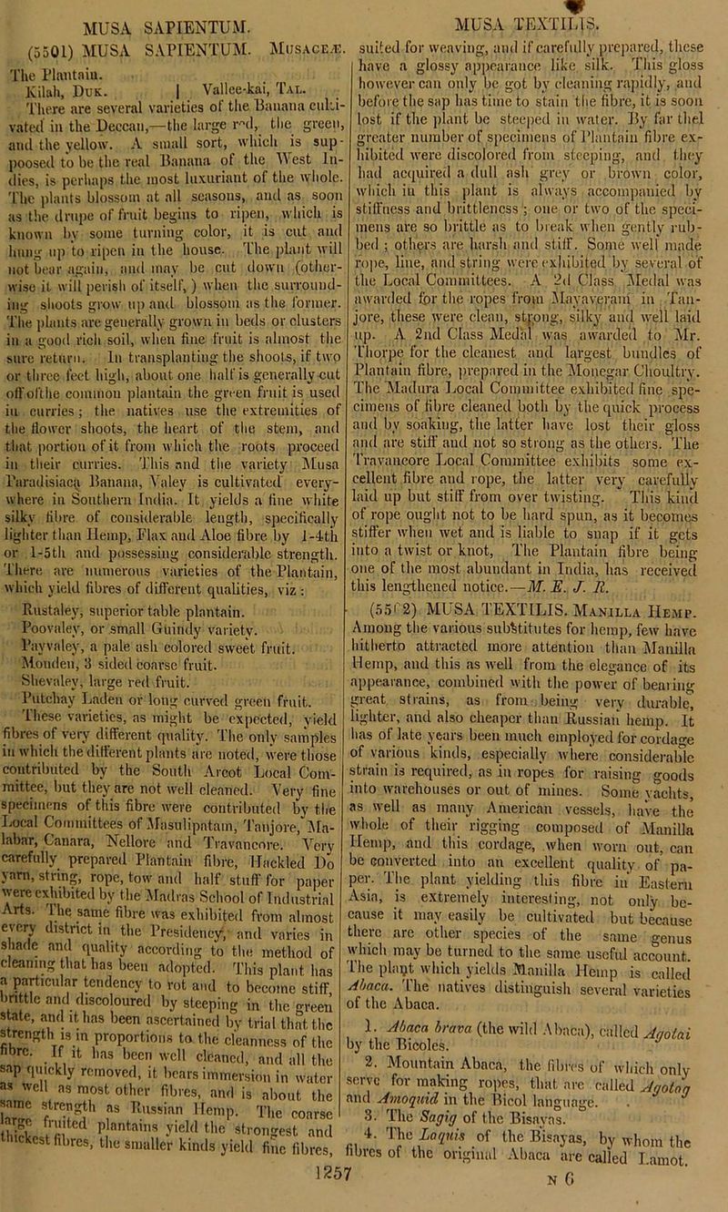 MUSA SAPIENTUM. (5501) MUSA SAPIENT,UM. Musace.e. The Plantain. Kilah, Duk. | Vallee-kai, Tal. There are several varieties of the Banana culti- vated' in the Deccan,—the large rul, the green, and the yellow. A small sort, which is sup- poosed to be the real Banana of the West I n- dies, is perhaps the most luxuriant of the whole. The plants blossom at all seasons, and as soon as the drupe of fruit begins to ripen, which is known bv some turning color, it is cut and hung up to ripen in the house. The plant will not bear again, and may be cut down (other- wise it. will perish of itself, ) when the surround- ing shoots grow up and blossom as the former. The plants are generally grown in beds or clusters in a good rich soil, when fine fruit is almost the sure return. In transplanting the shoots, if two or three feet high, about, one half is generally cut offolthe common plantain the green fruit is used in curries; the natives use the extremities of the flower shoots, the heart of the stem, and that portion of it from which the roots proceed in their curries. This and the variety Musa Paradisiac^ Banana, Valey is cultivated every- where in Southern India. It yields a tine white silky fibre of considerable length, specifically lighter than Hemp, Flax and Aloe fibre by I-4th or 1 -5th and possessing considerable strength. There are numerous varieties of the Plantain, which yield fibres of different qualities, viz : Rustaley, superior table plantain. Poovaley, or small Guiudy variety. Pavvaley, a pale ash colored sweet fruit. Mouden, 3 sided coarse fruit. Shevalev, large red fruit. l’utchay Laden or long curved green fruit. These varieties, as might be expected, yield fibres of very different quality. The only samples in which the different plants are noted, were those contributed by the South Arcot Local Com- mittee, but they are not well cleaned. Aery fine specimens of this fibre were contributed by the Local Committees of Masulipatam, Tanjore, Ma- labar, Canara, Nellore and Travancore. Very carefully prepared Plantain fibre, Hackled l)o yarn, string, rope, tow and half stuff for paper were exhibited by the Madras School of Industrial Arts, lhe same fibre was exhibited from almost every district in the Presidency, and varies in shade and quality according to the method of cleaning that has been adopted. This plant has a particular tendency to rot and to become stiff, brittle and discoloured by steeping in the green state, and it has been ascertained by trial that the strength is in proportions to the cleanness of the In' • n 11 mS  wel1 clcaned, and all the sap quickly removed, it. bears immersion in water as well as most other fibres, and is about the ame strength as Russian Hemp. The coarse tiuckp ?n 'Cd Pjantains y>eW the strongest and cst fibres, the smaller kinds yield fine fibres, 1257 MUSA TEXTILES. suited for weaving, and if carefully prepared, these have a glossy appearance like silk. This gloss however can only be got by cleaning rapidly, and before the sap has time to stain the fibre, it is soon lost if the plant be steeped in water. By far tliel greater number of specimens of Plantain fibre ex- hibited were discolored from steeping, and they had acquired a dull ash grey or brown color, which in this plant is always accompanied by stiffness and brittleness ; one or two of the speci- mens are so brittle as to break when gently rub- bed ; others are harsh and stiff. Some well made rope, line, and string were exhibited by several of the Local Committees. A 2d Class Medal was awarded fpr the ropes from Mayaverani in Tan- jore, these were clean, strong, silky and well laid up. A 2nd Class Medal was awarded to Mr. Thorpe for the cleanest and largest bundles of Plantain fibre, prepared in the Monegar Choultry. The Madura Local Committee exhibited fine spe- cimens of fibre cleaned both by the quick process and by soaking, the latter have lost their gloss and are stiff and not so strong as the others. The Travancore Local Committee exhibits some ex- cellent fibre and rope, the latter very carefully laid up but stiff from over twisting. This kind of rope ought not to be hard spun, as it becomes stiffer when wet and is liable to snap if it gets into a twist or knot, The Plantain fibre being- one of the most abundant in India, has received this lengthened notice.—M. E. J. R. (55< 2) MUSA TEXTILIS. Manilla Hemp. Among the various substitutes for hemp, few have hitherto attracted more attention than Manilla Hemp, and this as well from the elegance of its appearance, combined with the power of bearing great strains, as from being very durable, lighter, and also cheaper than Russian hemp. It has of late years been much employed for cordage of various kinds, especially where considerable strain is required, as in ropes for raising goods into warehouses or out of mines. Some yachts, as well as many American vessels, have the whole of their rigging composed of Manilla Hemp, and this cordage, when worn out, can be converted into an excellent quality of pa- per. The plant yielding this fibre in’ Eastern Asia, is extremely interesting, not only be- cause it may easily be cultivated but because there are other species of the same genus which may be turned to the same useful account. The playt which yields Manilla Hemp is called Abaca. The natives distinguish several varieties of the Abaca. 1. Abaca brava (the wild Abaca), called Aqolai by the Bicoles. 2. Mountain Abaca, the fibres of which only serve for making ropes, that are called A (join a and Amoquid in the Bicol language. 3. lhe Sagig of the Bisavas. 4. The Laquis of the Bisayas, by whom the fibres of the original Abaca are called I.amot. N 0