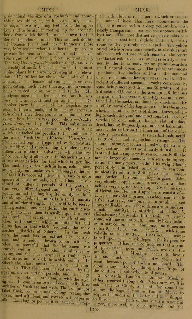 grey mutual, the si'ze of n roebuck, ami' some- thing resembling it, with coarse fur, short horns, and two projecting teeth from the upper jaw, said to be used in rooting up the aromatic herbs from which the Bhoteeas believe that it derives the odour of musk. This he much doubt- ed because the animal never frequents those Very lofty regions where the herbs supposed to provide the scent are found, nor had lie ever Seen signs of any Having been so rooted up. The Delphiniumglacjalc smells strongly and dis- agreeably of musk, but it is one of the most alpine plants in the world, growing at an eleva- tion of 17,000 feet far above the limits of the kosturah. The female and young male are very good eating, much better than any Indian venison he ever tasted, being sweet and tender. Mr. Hodgson once kept a female alive, but it was very wild, and continued so as long as Dr Hooker knew it. Two of his Lepchas gave chase to these animals, and fired many arrows in vain after them : these people are fond of car- rying a bow, but are very poor shots.—Hooker Ilim. Jour. vol. 1, p. 269. This substance is an extremely odorous secretion, lodged in a bag which is attached and peculiar to the abdomen of the male Musk-Deer (Mpschns Moschiferus.) The elevated regions frequented by the creature, its timidity, and speed in flight, render it very difficult to obtain the substance, while the high price borne by it otters great inducements to sub- stitute other articles for. that which is genuine. The musk-bag varies much in form, colour, size, ami quality, circumstances which suggest the be- lief that it is procured either from two or more species of musk-animals, or that it lias been ob- tained at different periods of the year, or from very differently-aged animals. In the very young animal the bag is quite empty, while in the old and. feeble the musk is in small quantity and ol inferior strength. It is said to be secret- ed in gieatest abundance during the rutting sea- son, and to have then its sensible qualities most developed. 1 lie secretion has a much stronger odour in the animal which inhabits Tibet and diina than in that which frequents the more northern districts of Siberia. In the fresh state the musk has an extract like consist- ence and a reddish brown colour, with are odour so powerful that the huntsmen can scarcely endure it. This odour diminishes by drying, and the musk acquires a friable gra- nular state, and a dark brownish colour. In Siberia the chase occurs in spring and sum- mei. In 1 diet the pursuit is restricted by the government to certain periods, and the bags which are obtained are stamped with the royal signet. In commerce two and occasionally three variehes of Musk are met with. The Tonquhgor hbet Musk, occurs m small oblong rectangular loxes, lined with lead, and covered with paper or silk. Lach bag, or pod, as it is termed, is wrap- 1 ped in thin lube or red paper on which are mark- ed some Chinese characters. Sometimes the bags are enveloped in a deep yellow brownish nearly transparent paper, which becomes brittle by time, 'the most distinctive mark of this sort of musk is, that it is slightly flattened, nearly round, and very rarely pear-shaped. Tire yellow or yellowish-brown hairs •chiefly at the sides, are often cut, while those which remain in the centre are darker coloured, finer, and less bristly. Ge- nerally the hairs converge or point towards a small natural opening. The pods, are most- ly about two inches and a half long and one inch and three-quarters broad. ° The weight of different specimens varies considerablv, some being merely 3 drachms 30 grains, others 9 drachms 471 grains; the average is 6 drachms 12 grains. The average quantity of musk con- tained in the sacks is about 2^- drachms. By careful removal of the bag there remains the musk, which is solid, in grains of different sizes, adher- ing to each other, soft and unctuous to the feel, of a reddish-brown colour, like a clot of blood dried, having frequently a number of hairs inter- mixed, derived from the inner side of the orifice already described. The taste is bitterish, acrid, disagreeable, and somewhat astringent. The odour is strong, peculiar (musky), penetrating, very lasting, and extraordinarily diffusible. It is Stated that a single grain can constantly fill the air of a larger apartment with a sensible'impreg- nation for many years, without its weight bein<>- perceptibly diminished ; and one part can com” municate its odour to 3000 parts of an inodor- ous powder. It should be kept in glass-bottles, very closely stopped, and preserved in a place neither very dry nor too damp. By the analysis ot Geizar and Ileiman it appears to consist of— 1, a peculiar volatile principle (which can exist in a free state)} 2, ammonia; 3, a peculiar fixed uncrystallisable acid (these three are in undeter- minable .quantity); 4, stearinc and oleine- 5 cholesterme; 6, a peculiar bitter resin; 7 osma' zome, with several salts; 8, a mouldy like substan- ce m part combined will ammonia, and numerous salts; 9, sand; 10, water, acid, &c., with some vmffitile odorous matter. It has not been ascer- ,P°“ \vfhf n.-U8k depends for its peculiar I 'opicities. It has been conjectured that a kind of putrefaction goes on which evolves the peculiar odour. Moisture seems to favour this, and musk which when dry yields little scent, becomes powerful when moistened. The odour is augmented by adding a few drops of the solution ot subcarbonatc of potass. Kaba!'(llIb Russian or Siberian Musk is either received through St. Petersburg, or, it is said, sent to China, and laid, for some time among the bags of genuine Tonquin Musk to acquire the odour of the latter and then shinned to Europe. The pods of this sort arc in geiieral avger, more oval, more compressed, and the vUt)