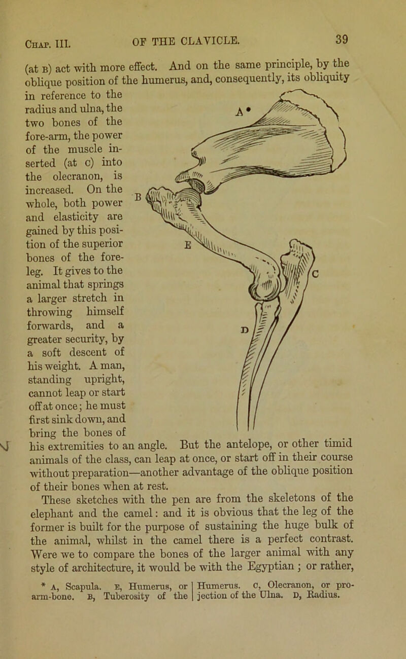 (at b) act with more effect. And on the same principle, by the oblique position of the humerus, and, consequently, its obliquity in reference to the radius and ulna, the two bones of the ^ ^ ' fore-arm, the power 1 of the muscle in- ^ I serted (at c) into the olecranon, is increased. On the whole, both power and elasticity are gained by this posi- tion of the superior bones of the fore- leg. It gives to the animal that springs a larger stretch in throwing himself forwards, and a greater security, by a soft descent of his weight. A man, standing upright, cannot leap or start off at once; he must first sink down, and bring the bones of his extremities to an angle. But the antelope, or other timid animals of the class, can leap at once, or start off in their course without preparation—another advantage of the oblique position of their bones when at rest. These sketches with the pen are from the skeletons of the elephant and the camel: and it is obvious that the leg of the former is built for the purpose of sustaining the huge bulk of the animal, whilst in the camel there is a perfect contrast. Were we to compare the bones of the larger animal with any style of architecture, it would be with the Egyptian ; or rather, * A, Scapula. E, Humerus, or 1 Humerus. C, Oleciunon, or pro- arm-bone. B, Tuberosity of the | jection of the Ulna. D, Badius.