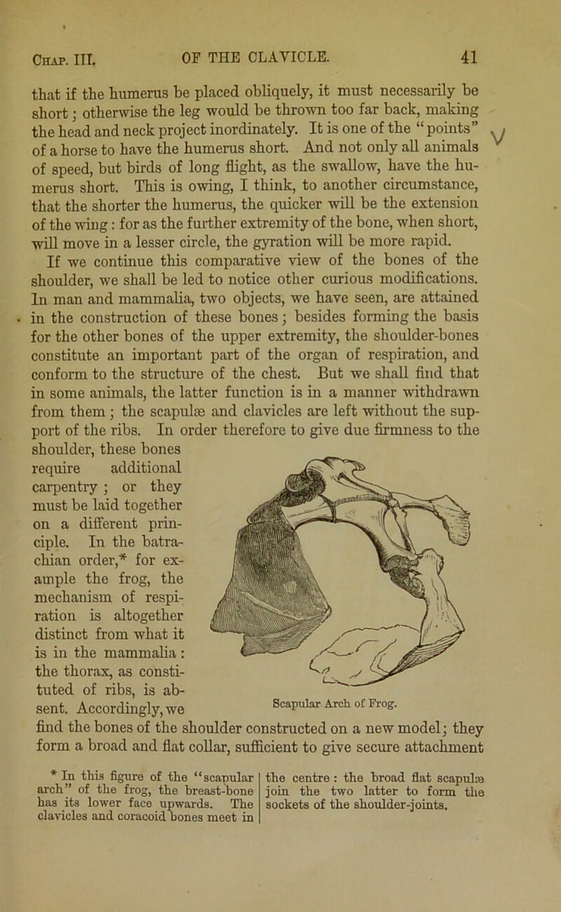 that if the humerus be placed obliquely, it must necessarily be short; otherwise the leg would be thrown too far back, making the head and neck project inordinately. It is one of the “ points” of a horse to have the humerus short. And not only aU animals of speed, but birds of long flight, as the swallow, have the hu- merus short. This is owing, I think, to another circumstance, that the shorter the humerus, the quicker will be the extension of the wing: for as the further extremity of the bone, when short, will move in a lesser circle, the gyration will be more rapid. If we continue this comparative view of the bones of the shoulder, we shall be led to notice other curious modifications. In man and mammalia, two objects, we have seen, are attained in the construction of these bones; besides forming the basis for the other bones of the upper extremity, the shoulder-bones constitute an important part of the organ of respiration, and conform to the structure of the chest. But we shall find that in some animals, the latter function is in a manner withdrawn from them ; the scapulae and clavicles are left without the sup- port of the ribs. In order therefore to give due firmness to the shoulder, these bones require additional carpentry ; or they must be laid together on a different prin- ciple. In the batra- chian order,* for ex- ample the frog, the mechanism of respi- ration is altogether distinct from what it is in the mammalia : the thorax, as consti- tuted of ribs, is ab- sent. Accordingly, we Scapular Arch of Frog. find the bones of the shoulder constructed on a new model; they form a broad and flat collar, sufficient to give secure attachment * In this figure of the “scapular arch” of the frog, the breast-bone has its lower face upwards. The clavicles and coracoid bones meet in the centre: the broad flat scapula join the two latter to form the sockets of the shoulder-joints.