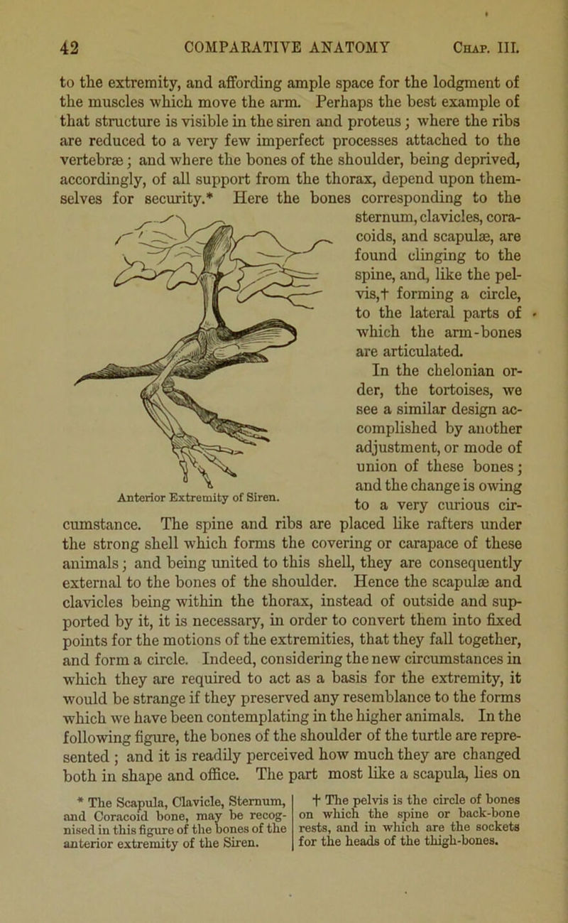 to the extremity, and affording ample space for the lodgment of the muscles which move the arm. Perhaps the best example of that structure is visible in the siren and proteus; where the ribs are reduced to a very few imperfect processes attached to the vertebrae; and where the bones of the shoulder, being deprived, accordingly, of all support from the thorax, depend upon them- selves for security.* Here the bones corresponding to the sternum, clavicles, cora- coids, and scapulae, are found clinging to the spine, and, like the pel- vis,t forming a circle, to the lateral parts of - which the arm-bones are articulated. In the chelonian or- der, the tortoises, we see a similar design ac- complished by another adjustment, or mode of union of these bones; and the change is o\ving Anterior Extremity of Siren. . ^ to a very curious cir- cumstance. The spine and ribs are placed like rafters under the strong shell which forms the covering or carapace of these animals; and being united to this shell, they are consequently external to the bones of the shoulder. Hence the scapulae and clavicles being within the thorax, instead of outside and sup- ported by it, it is necessary, in order to convert them into fixed points for the motions of the extremities, that they fall together, and form a circle. Indeed, considering the new circumstances in which they are required to act as a basis for the extremity, it would be strange if they preserved any resemblance to the forms which we have been contemplating in the higher animals. In the following figure, the bones of the shoulder of the turtle are repre- sented ; and it is readily perceived how much they are changed both in shape and office. The part most like a scapula, hes on * The Scapula, Clavicle, Sternum, and Coracoid bone, may be recog- nised in this figure of the bones of the anterior extremity of the Siren. + The pelvis is the circle of bones on which the spine or back-bone rests, and in which are the sockets for the heads of the thigh-bones.