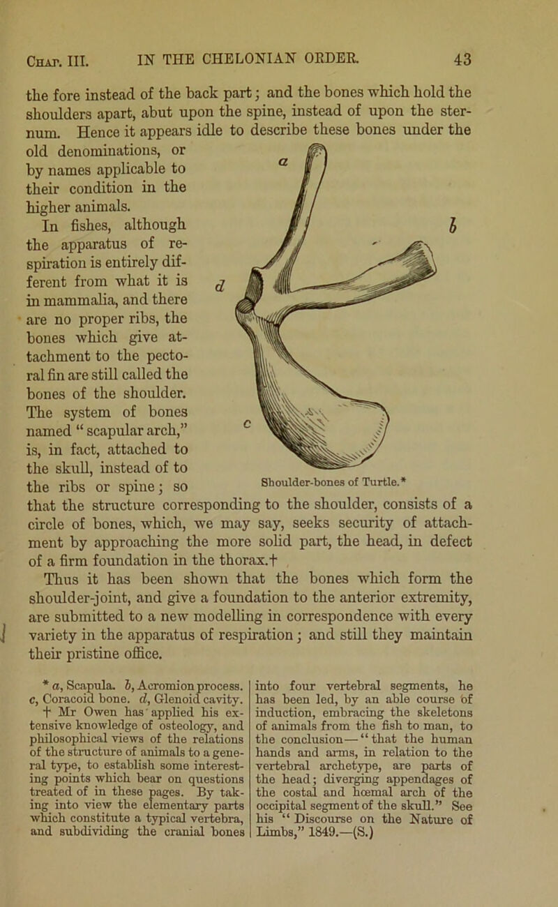 the fore instead of the back part; and the bones which hold the shoulders apart, abut upon the spine, instead of upon the ster- num. Hence it appears idle to describe these bones under the old denominations, or by names applicable to their condition in the higher animals. In fishes, although the apparatus of re- spiration is entirely dif- ferent from what it is in mammalia, and there are no proper ribs, the bones which give at- tachment to the pecto- ral fin are still called the bones of the shoulder. The system of bones named “ scapular arch,” is, in fact, attached to the skull, instead of to the ribs or spine; so that the structure corresponding to the shoulder, consists of a circle of bones, which, we may say, seeks security of attach- ment by approaching the more soHd part, the head, in defect of a firm foundation in the thorax.f Thus it has been shown that the bones which form the shoulder-joint, and give a foundation to the anterior extremity, are submitted to a new modeUing in correspondence with every J variety in the apparatus of respiration; and still they maintain their pristine office. * a. Scapula. 5, Acromion process. C, Coracoid bone, d. Glenoid cavity. t Mr Owen bas ’ applied bis ex- tensive knowledge of osteology, and pbilosopbical views of tbe relations of tbe structure of animals to a gene- ral type, to estabbsb some interest- ing points wbicb bear on questions treated of in these pages. By tak- ing into view tbe elementary parts wbicb constitute a typical vertebra, and subdividing tbe cranial bones into four vertebral segments, be bas been led, by an able course of induction, embracing tbe skeletons of animals from the fish to man, to tbe conclusion—“that tbe human hands and ai-ms, in relation to tbe vertebral archetype, are parts of the head; diverging appendages of the costal and hoemal arch of the occipital segment of the skull.” See bis “ Discourse on tbe Nature of Limbs,” 1849.—(S.)