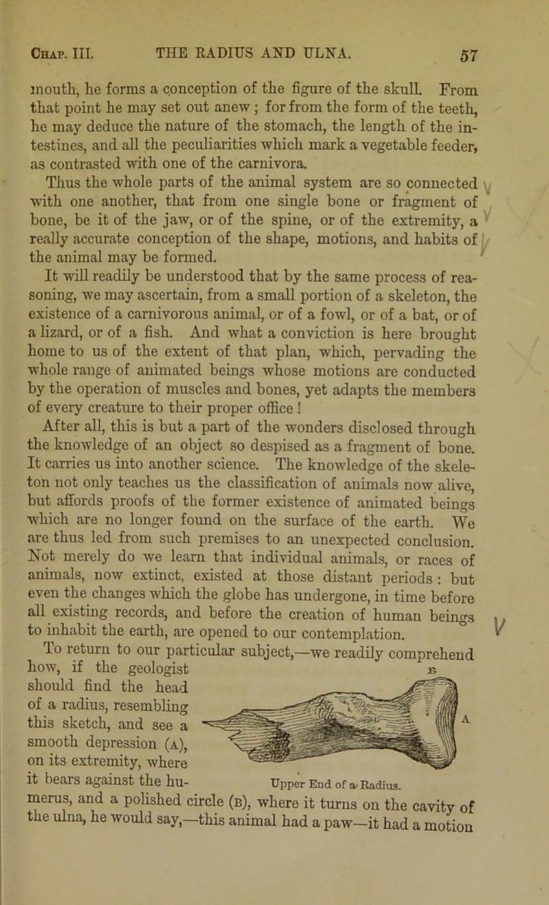 inoutli, he forms a conception of the figure of the skulL From that point he may set out anew; for from the form of the teeth, he may deduce the nature of the stomach, the length of the in- testines, and all the peculiarities which mark a vegetable feeder, as contrasted with one of the carnivora. Thus the whole parts of the animal system are so connected \j with one another, that from one single bone or fragment of bone, be it of the jaw, or of the spine, or of the extremity, a ’ really accurate conception of the shape, motions, and habits of the animal may be formed. ' It will readily be understood that by the same process of rea- soning, we may ascertain, from a small portion of a skeleton, the existence of a carnivorous animal, or of a fowl, or of a bat, or of a lizard, or of a fish. And what a conviction is here brought home to us of the extent of that plan, which, pervading the whole range of animated beings whose motions are conducted by the operation of muscles and bones, yet adapts the members of every creature to their proper office! After all, this is but a part of the wonders disclosed through the knowledge of an object so despised as a fragment of bone. It carries us into another science. The knowledge of the skele- ton not only teaches us the classification of animals now alive, but affords proofs of the former existence of animated beings which are no longer found on the surface of the earth. We are thus led from such premises to an unexpected conclusion. Not merely do we learn that individual animals, or races of animals, now extinct, existed at those distant periods : but even the changes which the globe has undergone, in time before all existing records, and before the creation of human beings to inhabit the earth, are opened to our contemplation. To return to our particular subject,—we readily comprehend merus, and a polished circle (b), where it turns on the cavity of the ulna, he would say,—this animal had a paw—it had a motion how, if the geologist should find the head of a radius, resembling this sketch, and see a smooth depression (a), on its extremity, where it bears against the hu- Upper End of a* Hadius. A