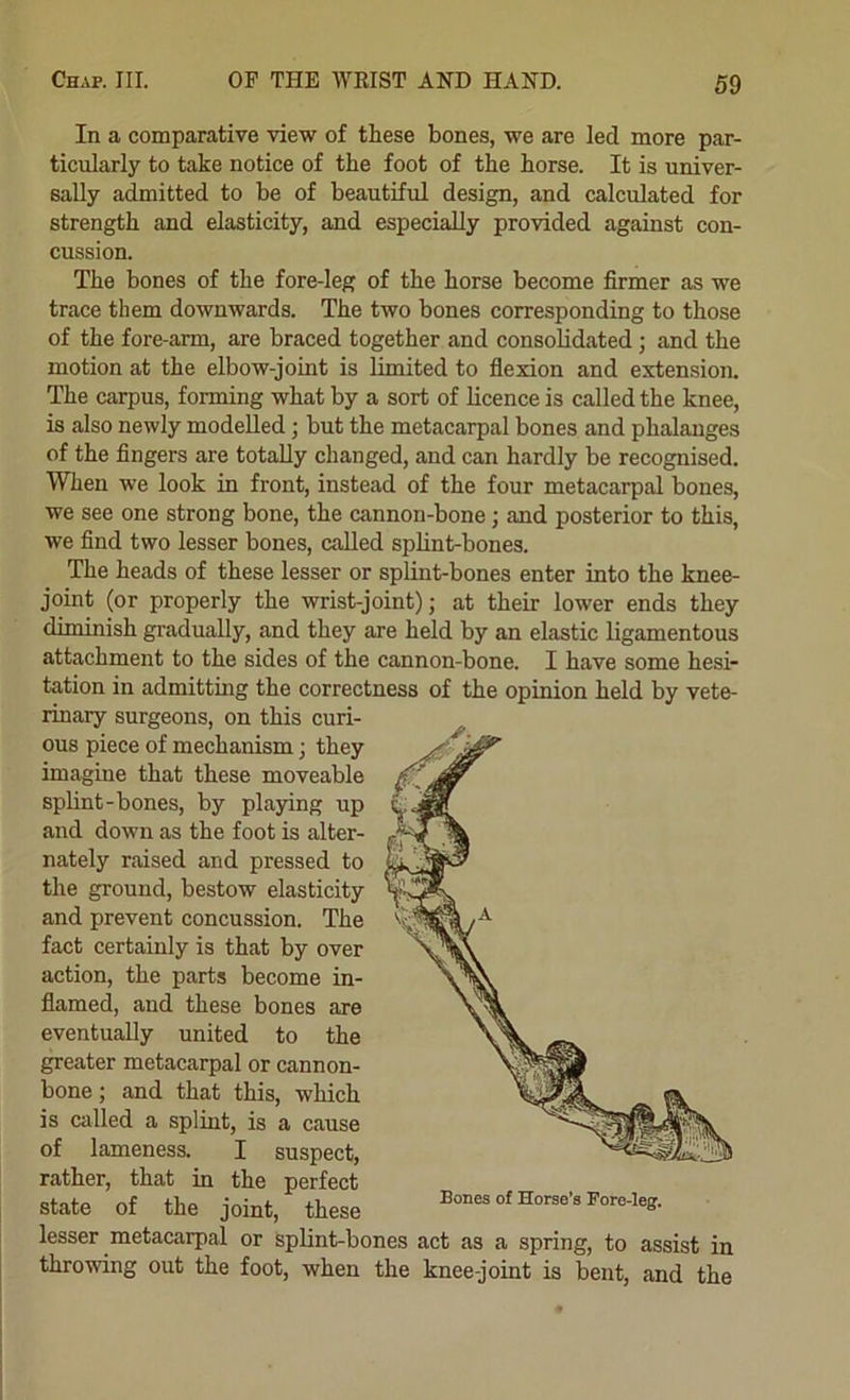 In a comparative view of these bones, we are led more par- ticularly to take notice of the foot of the horse. It is univer- sally admitted to be of beautiful design, and calculated for strength and elasticity, and especially provided against con- cussion. The bones of the fore-leg of the horse become firmer as we trace them downwards. The two bones corresponding to those of the fore-arm, are braced together and consolidated; and the motion at the elbow-joint is limited to fiexion and extension. The carpus, forming what by a sort of licence is called the knee, is also newly modelled; but the metacarpal bones and phalanges of the fingers are totally changed, and can hardly be recognised. When we look in front, instead of the four metacarpal bones, we see one strong bone, the cannon-bone; and posterior to this, we find two lesser bones, called sphnt-bones. The heads of these lesser or splint-bones enter into the knee- joint (or properly the wrist-joint); at their lower ends they diminish gradually, and they are held by an elastic ligamentous attachment to the sides of the cannon-bone. I have some hesi- tation in admitting the correctness of the opinion held by vete- linary surgeons, on this curi- ous piece of mechanism; they imagine that these moveable splint-bones, by playing up and down as the foot is alter- nately raised and pressed to the ground, bestow elasticity and prevent concussion. The fact certainly is that by over action, the parts become in- flamed, and these bones are eventually united to the greater metacarpal or cannon- bone ; and that this, which is called a splint, is a cause of lameness. I suspect, rather, that in the perfect state of the joint, these lesser metacarpal or splint-bones act as a spring, to assist in throwing out the foot, when the knee-joint is bent, and the Bones of Horse’s Fore-legf.