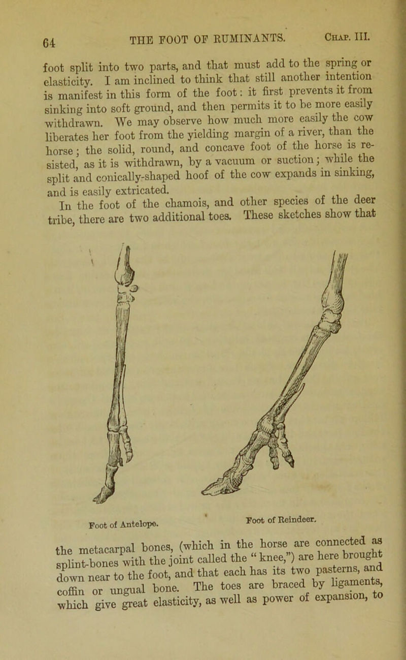 THE FOOT OF RUMINANTS. foot split into two parts, and tliat must add to the spring or elasticity. I am inclined to think that still another intention is manifest in this form of the foot: it first prevents it from sinking into soft ground, and then permits it to be more easily vyithdrawn. We may observe how much more easily the cow liberates her foot from the yielding margin of a river, than the horse; the solid, round, and concave foot of the horse is re- sisted as it is withdrawn, by a vacuum or suction; while the split and conically-shaped hoof of the cow expands m sinking, and is easily extricated. . t j In the foot of the chamois, and other species of the deer tribe, there are two additional toes. These sketches show that Foot of Antelope. Foot of Reindeer. the metacarpal bones, (which in the horse are connected ^ B^bbones with the joint caUed the “ knee,”) are here brought down near to the foot, and that each has its two pasterns, an coffin or ungual bone. The toes are braced by hgaments, wMch give S«at elasticity, as well as power of expansion,