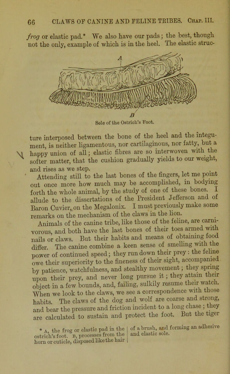 frog or elastic pad.* We also have our pads; the best, though not the only, example of ■which is in the heel. The elastic struc- ture interposed between the bone of the heel and the integu- ment, is neither ligamentous, nor cartilaginous, nor fatty, but a M happy union of all; elastic fibres are so interwoven with the ^ softer matter, that the cushion gradually yields to our weight, and rises as we step. • Attending stUl to the last bones of the fingers, let me point out once more how much may be accomplished, in bodying forth the whole animal, by the study of one of these bones. I allude to the dissertations of the President Jefferson and of Baron Cuvier, on the Megalonix. I must previously make some remarks on the mechanism of the claws in the lion. Animals of the canine tribe, like those of the feline, are carn> vorous, and both have the last bones of their toes arined with nails or claws. But their habits and means of obtaimng food differ The canine combine a keen sense of smelling vuth the power of continued speed; they run down their prey: the feline owe their superiority to the fineness of their sight, accompanied by patience, watchfulness, and stealthy mo-vement; they spring upon their prey, and never long pursue it; they attain their object in a few bounds, and, failing, sulkily resume their watch. When we look to the claws, we see a correspondence ivith those habits. The claws of the dog and wolf are coarse and strong, and bear the pressure and friction incident to a long chase; they are calculated to sustain and protect the foot. But the tiger • A, the frog or elastic pad in the ostrich’s foot. B, processes from the horn or cuticle, disposed like the hair of a brush, and forming an adhesive and elastic sole.