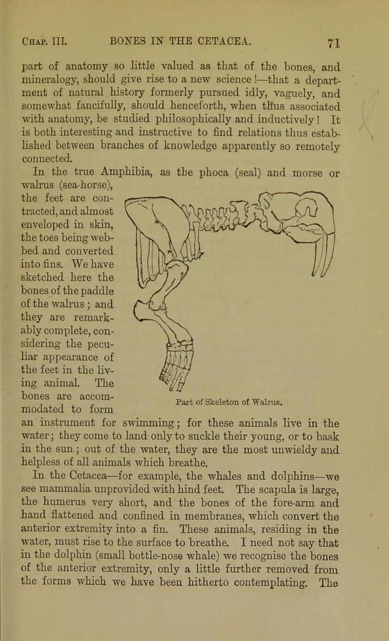 part of anatomy so little valued as that of the bones, and naineralogy, should give rise to a new science !—that a depart- ment of natural history formerly pursued idly, vaguely, and somewhat fancifully, should henceforth, when thus associated with anatomy, be studied philosophically and inductively! It is both interesting and instructive to find relations thus estab- lished between branches of knowledge apparently so remotely connected. In the true Amphibia, as the phoca (seal) and morse or walrus (sea-horse), the feet are con- tracted, and almost enveloped in skin, the toes being web- bed and converted into fins. We have sketched here the bones of the paddle of the walrus; and they are remark- ably complete, con- sidering the pecu- liar appearance of the feet in the liv- ing animal The bones are accom- modated to form an instrument for swimming; for these animals live in the water; they come to land only to suckle their young, or to bask in the sun; out of the water, they are the most unwieldy and helpless of aU animals which breathe. In the Cetacea—for example, the whales and dolphins—we see mammalia unprovided with hind feet. The scapula is large, the humerus very short, and the bones of the fore-arm and hand flattened and confined in membranes, which convert the anterior extremity into a fin. These animals, residing in the water, must rise to the surface to breathe. I need not say that in the dolphin (small bottle-nose whale) we recognise the bones of the anterior extremity, only a little further removed from the forms which we have been hitherto contemplating. The