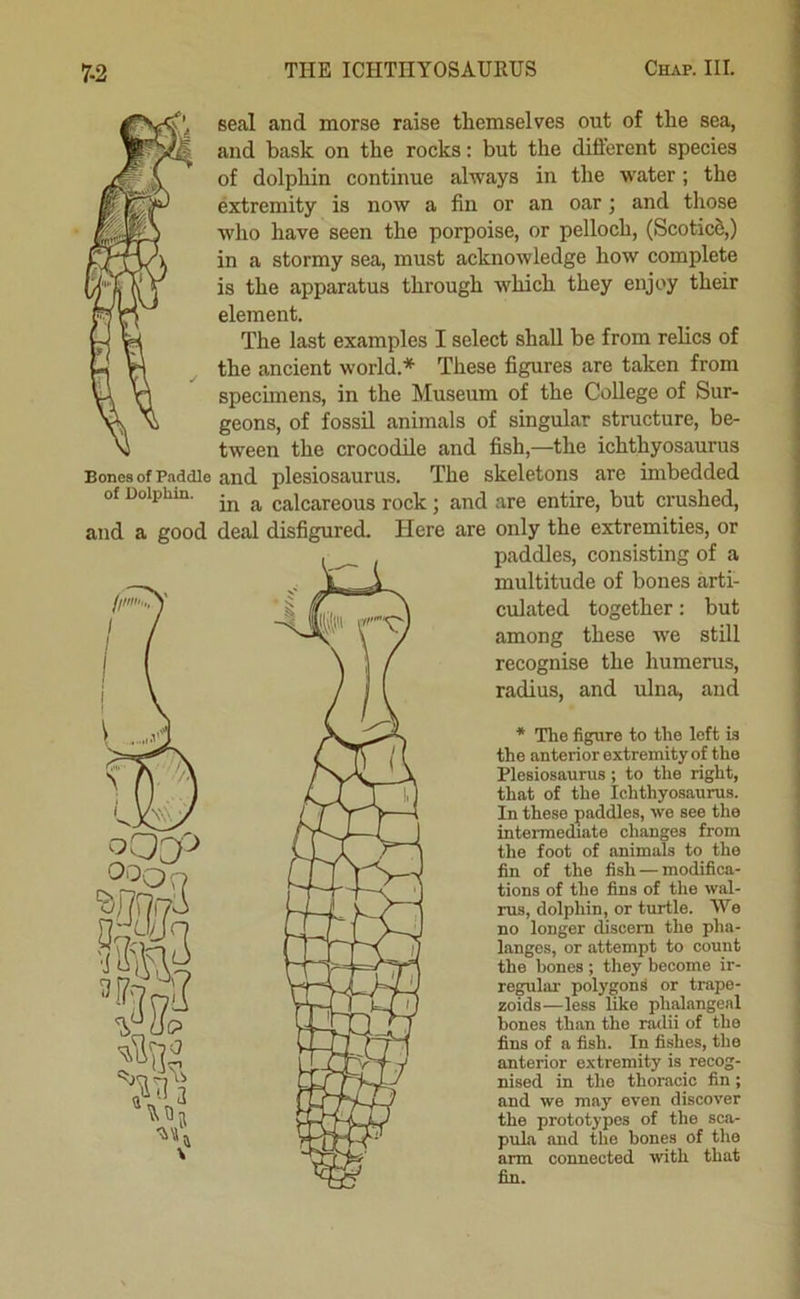 Cmvp. HI. Bones of Paddle of Dolphin. and a good seal and morse raise themselves out of the sea, and bask on the rocks: but the different species of dolphin continue always in the water; the extremity is now a fin or an oar ■ and those who have seen the porpoise, or pelloch, (ScoticS,) in a stormy sea, must acknowledge how complete is the apparatus through which they enjoy their element. The last examples I select shall be from relics of the ancient world.* These figures are taken from specimens, in the Museum of the College of Sur- geons, of fossil animals of singular structure, be- tween the crocodile and fish,—the ichthyosaurus and plesiosaurus. The skeletons are imbedded in a calcareous rock ■, and are entire, but crushed, deal disfigured. Here are only the extremities, or paddles, consisting of a multitude of bones arti- culated together: but among these we still recognise the humerus, radius, and ulna, and * The figure to the loft ia the anterior extremity of the Plesiosaurus; to the right, that of the Ichthyosaurus. In these paddles, we see the intermediate changes from the foot of animals to the fin of the fish — modifica- tions of the fins of the wal- rus, dolphin, or turtle. We no longer discern the pha- langes, or attempt to count the bones ; tliey become ir- regular polygons or trape- zoids—less like phalangeal bones than the radii of the fins of a fish. In fishes, the anterior extremity is recog- nised in the thoracic fin; and we may even discover the prototypes of the sca- pula and the bones of the arm connected with that