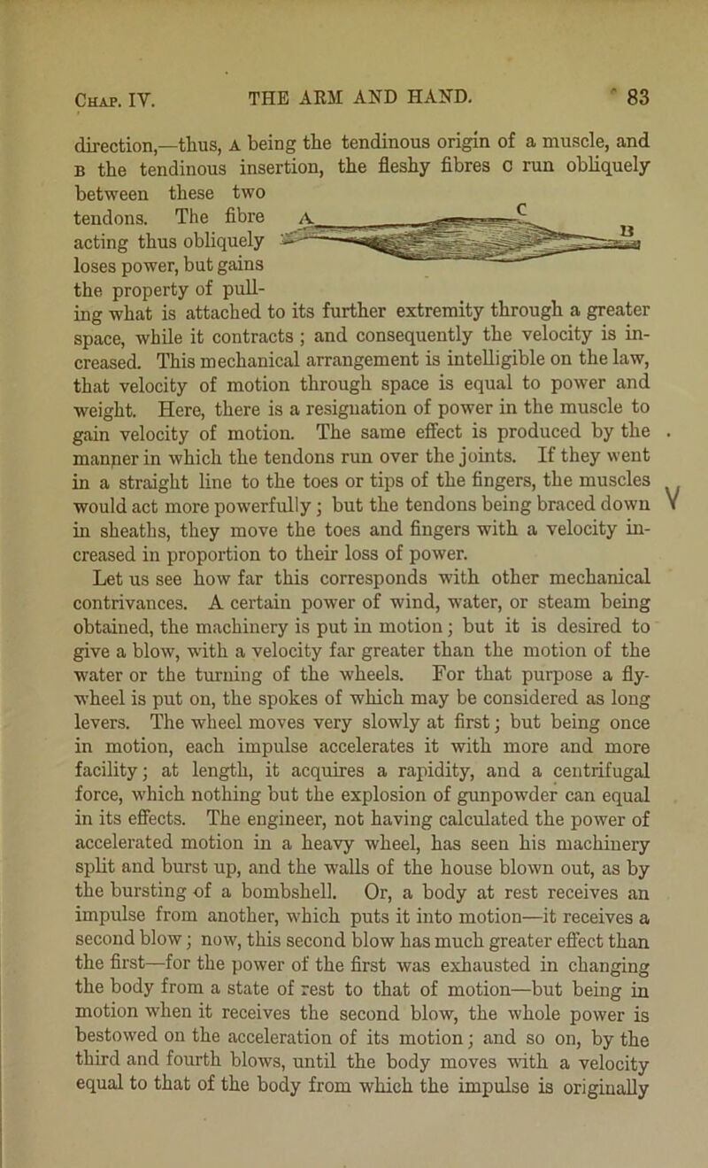direction,—thus, A being the tendinous origin of a muscle, and B the tendinous insertion, the fleshy fibres 0 run obliquely between these two tendons. The fibre acting thus obliquely loses power, but gains the property of pull- ing what is attached to its further extremity through a greater space, while it contracts; and consequently the velocity is in- creased. This mechanical arrangement is intelligible on the law, that velocity of motion through space is equal to power and weight. Here, there is a resignation of power in the muscle to gain velocity of motion. The same efiiect is produced by the manner in which the tendons run over the joints. If they went in a straight line to the toes or tips of the fingers, the muscles would act more powerfully; but the tendons being braced down in sheaths, they move the toes and fingers with a velocity in- creased in proportion to their loss of power. Let us see how far this corresponds with other mechanical contrivances. A certain power of wind, water, or steam being obtained, the machinery is put in motion; but it is desired to give a blow, with a velocity far greater than the motion of the water or the turning of the wheels. For that purpose a fly- wheel is put on, the spokes of which may be considered as long levers. The wheel moves very slowly at first; but being once in motion, each impulse accelerates it with more and more facility; at length, it acquires a rapidity, and a centrifugal force, which nothing but the explosion of gunpowder can equal in its effects. The engineer, not having calculated the power of accelerated motion in a heavy wheel, has seen his machinery split and burst up, and the walls of the house blown out, as by the bursting of a bombshell. Or, a body at rest receives an impulse from another, which puts it into motion—it receives a second blow; now, this second blow has much greater effect than the first—for the power of the first was exhausted in changing the body from a state of rest to that of motion—but being in motion when it receives the second blow, the whole power is bestowed on the acceleration of its motion; and so on, by the third and fourth blorvs, until the body moves with a velocity equal to that of the body from which the impulse is originally
