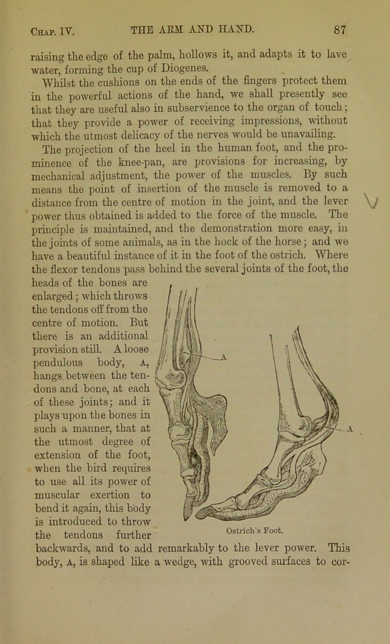 raising the edge of the palm, hollows it, and adapts it to lave water, forming the cup of Diogenes. Whilst the cushions on the ends of the fingers protect them in the powerful actions of the hand, we shall presently see that they are useful also in subservience to the organ of touch; that they provide a power of receiving impressions, without which the utmost delicacy of the nerves would be unavailing. The projection of the heel in the human foot, and the pro- minence of the knee-pan, are provisions for increasing, by mechanical adjustment, the power of the muscles. By such means the point of insertion of the muscle is removed to a distance from the centre of motion in the joint, and the lever \j ' power thus obtained is added to the force of the muscle. The principle is maintained, and the demonstration more easy, in the jomts of some animals, as in the hock of the horse; and we have a beautiful mstance of it in the foot of the ostrich. 'Where the fiexor tendons pass behind the several joints of the foot, the heads of the bones are enlarged; which throws the tendons off from the centre of motion. But there is an additional provision stiU. A loose pendulous body. A, hangs between the ten- dons and bone, at each of these joints; and it plays upon the bones in such a manner, that at the utmost degree of extension of the foot, when the bird requires to use all its power of muscular exertion to bend it again, this body is introduced to throw the tendons further backwards, and to add remarkably to the lever power. This body, A, is shaped like a wedge, with grooved surfaces to cor-