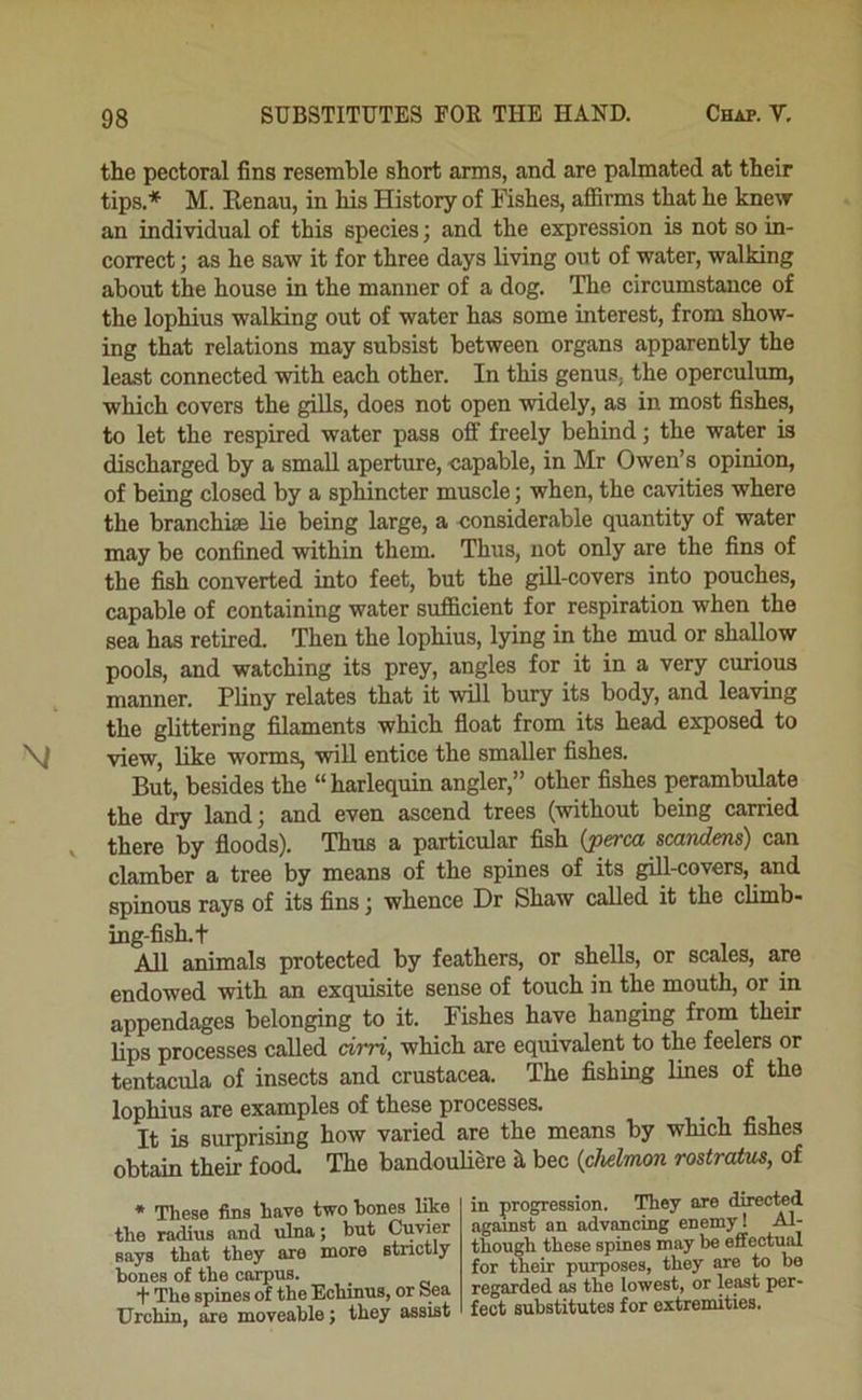 the pectoral fins resemble short arms, and are palmated at their tips.* M. Renan, in his History of Fishes, affirms that he knew an individual of this species; and the expression is not so in- correct ; as he saw it for three days living out of water, walking about the house in the manner of a dog. The circumstance of the lophius walking out of water has some interest, from show- ing that relations may subsist between organs apparently the least connected with each other. In this genus, the operculum, which covers the gills, does not open widely, as in most fishes, to let the respired water pass off freely behind; the water is discharged by a small aperture, capable, in Mr Owen’s opinion, of being closed by a sphincter muscle; when, the cavities where the branchiae lie being large, a considerable quantity of water may be confined within them. Thus, not only are the fins of the fish converted into feet, but the gill-covers into pouches, capable of containing water sufficient for respiration when the sea has retired. Then the lophius, lying in the mud or shallow pools, and watching its prey, angles for it in a very curious manner. Pliny relates that it will bury its body, and leaving the glittering filaments which fioat from its head exposed to view, like worms, will entice the smaller fishes. But, besides the “harlequin angler,” other fishes perambulate the dry land; and even ascend trees (without being carried there by floods). Thus a particular fish {perca scavdens) can clamber a tree by means of the spines of its gill-covers, and spinous rays of its fins; whence Dr Shaw called it the climb- ing-fish.t All animals protected by feathers, or shells, or scales, are endowed with an exquisite sense of touch in the mouth, or in appendages belonging to it. Fishes have hanging from their lips processes called drri, which are equivalent to the feelers or tentacula of insects and Crustacea. The fishing lines of the lophius are examples of these processes. It is surprising how varied are the means by which fishes obtain their food. The bandouliere h. bee {chelmon rostraius, of • These fins have two hones like the r^ns and ulna; but Cuvier says that they are more strictly bones of the carpus. ’\' The spines of the Echinus, or Sea Urchin, are moveable; they assist in progression. They are directed against an advancing enemy! Al- though these spines may be effectim for their purposes, they are to be regarded as the lowest, or least per- fect substitutes for extremities.