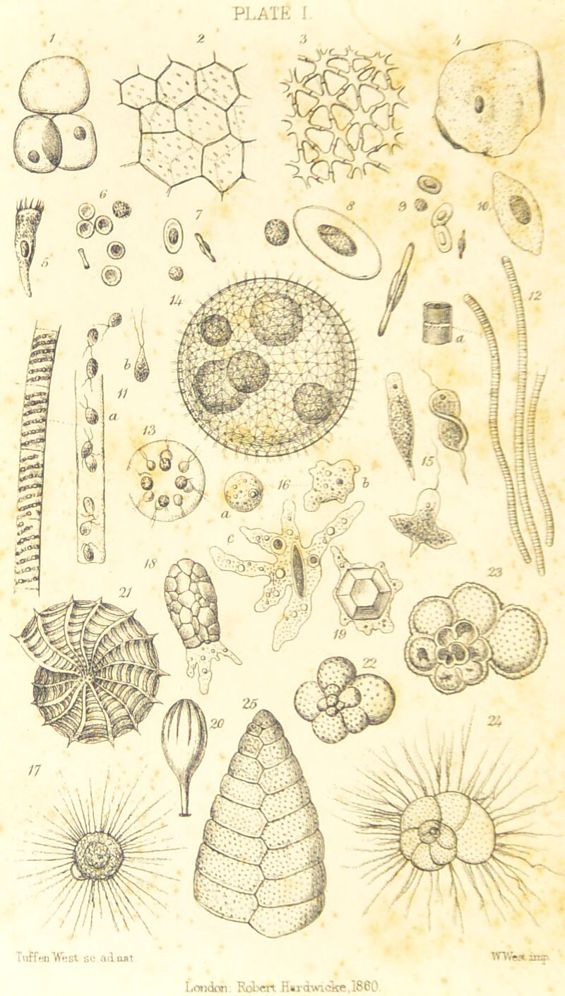 PLATE 1 London Robert Rardwicke,1860