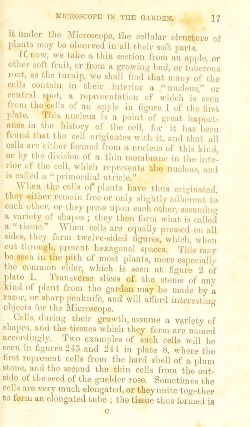 it under the Microscope, the cellular structure of plants may be observed in all their soft parts. II, now, we take a thin section from an apple, or other soft fruit, or from a growing bud, or tuberous loot, as the turnip, we shall find that many of the cells contain in their interior a “nucleus,” or central spot, a representation of which is’seen from the cells of an apple in figure 1 of the first plate. This nucleus is a point of great import- ance in the history of the cell, for it has been found that the cell originates with it, and that all cells are either formed from a nucleus of this kind, or by the division of a thin membrane in the inte- rior of the cell, which represents the nucleus, and is called a “ primordial utricle.” M hen the cells of plants have thus originated, they either remain free or only slightly adherent to each other, or they press upon each other, assuming a variety of shapes ; they then form what is called a “tissue.” When cells are equally pressed on all sides, they form twelve-sided figures, which, when cut through, present hexagonal spaces. This may be seen in the pith of most plants, more especially the common elder, which is seen at figure 2 of plate 1. Transverse slices of the stems of any kind of plant from the garden may be made by a razor, or sharp penknife, and will afford interesting objects for the Microscope. Cells, during their growth, assume a variety of shapes, and the tissues which they form are named accordingly. Two examples of such cells will be seen in figures 243 and 244 in plate 8, where the first represent cells from the hard shell of a plum stone, and the second the thin cells from the out- side of the seed of the guelder rose. Sometimes the cells are very much elongated, or they unite together to form an elongated tube ; the tissue thus formed is c