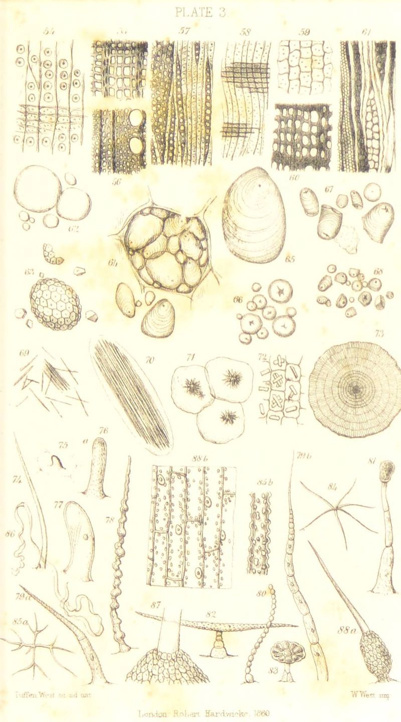 London RoL«*rt. Hardmokr