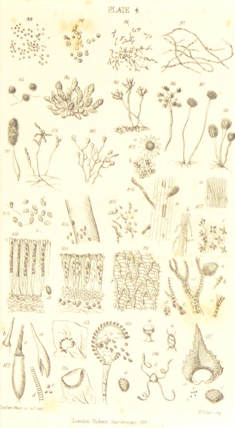 -London Robert, flardwicke.