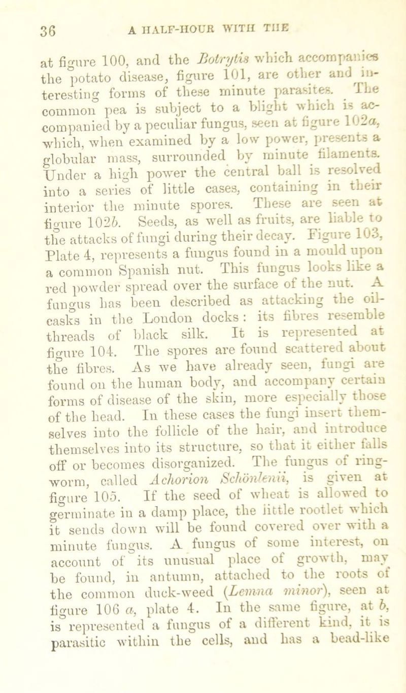 at figure 100, and the Botrytis which accompanies the potato disease, figure 101, are other and in- teresting forms of these minute parasites. The common pea is subject to a blight which is ac- companied by a peculiar fungus, seen at figure 102a, which, when examined by a low power, presents a globular mass, surrounded by minute filaments. Under a high power the central ball is resolved into a series of little cases, containing in their interior the minute spores. These are seen at figure 1026. Seeds, as well as fruits, are liable to the attacks of fungi during their decay. Figure 103, Plate 4, represents a fungus found in a mould upon a common Spanish nut. This fungus looks like a red powder spread over the surface of the nut. A fungus has been described as attacking the oil- casks in the Loudon docks: its fibres resemble threads of black silk. It is represented at figure 104. The spores are found scattered about the fibres. As we have already seen, fungi are found on the human body, and accompany certain forms of disease of the skin, more especially those of the head. In these cases the fungi insert them- selves into the follicle of the hair, and introduce themselves into its structure, so that it either falls off or becomes disorganized. The fungus of ring- worm, called Achorion Schonhnii, is given at figure 105. If the seed of wheat is allowed to germinate in a damp place, the little rootlet which ft sends down will be found covered over with a minute fungus. A fungus of some interest, on account of its unusual place of growth, may be found, in autumn, attached to the roots of the common duck-weed (Levina, minor), seen at figure 106 a, plate 4. In the same figure, at 6, is° represented a fungus of a different kind, it is parasitic within the cells, and has a bead-like