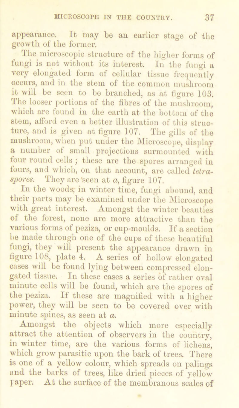 appearance. It may be an earlier stage of tlie growth of the former. The microscopic structure of the higher farms of fungi is not without its interest. In the fungi a very elongated form of cellular tissue frequently occurs, and in the stem of the common mushroom it will be seen to be branched, as at figure 103. The looser portions of the fibres of the mushroom, which are found in the earth at the bottom of the stem, afford even a better illustration of this struc- ture, and is given at figure 107. The gills of the mushroom, when put under the Microscope, display ii number of small projections surmounted with four round cells \ these are the spores arranged in fours, and which, on that account, arc called fefra- spores. They are‘seen at a, figure 107. In the woods, in winter time, fungi abound, and their parts may be examined under the Microscope with great interest. Amongst the winter beauties of the forest, none are more attractive than the various forms of peziza, or cup-moulds. If a section be made through one of the cups of these beautiful fungi, they will present the appearance drawn in figure 108, plate 4, A series of hollow elongated cases will be found lying between compressed elon- gated tissue. 1 n these cases a series of rather oval minute cells will be found, which are the spores of the peziza. If these are magnified with a higher power, they will be seen to be covered over with minute spines, as seen at a. Amongst the objects which more especially attract the attention of observers in the country, in winter time, are the various forms of lichens, which grow parasitic upon the bark of trees. There is one of a yellow colour, which spreads on palings and the barks of trees, like dried pieces of yellow } aper. At the surface of the membranous scales of