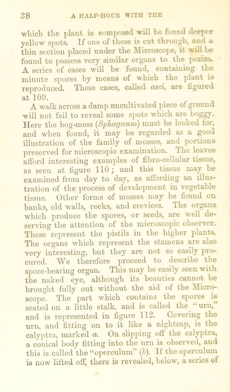■wliicli the plant is composed will be found deeper yellow spots. If one of these is cut through, and a thin section placed tinder the Microscope, it will be found to possess very similar organs to the peziza. A series of cases will be found, containing the minute spores by means of which the plant is reproduced. These cases, called asci, are figured at 109. A walk across a damp uncultivated piece of ground will not fail to reveal some spots which are boggy. Here the bog-moss (Sphagnum) must be looked for, and when found, it may be regarded as a good illustration of the family of mosses, and portions preserved for microscopic examination. The leaves afford interesting examples of fibro-cellular tissue, as seen at figure 110; and this tissue may be examined from day to day, as affording aD illus- tration of the process of development in vegetable tissue. Other forms of mosses may be found on banks, old walls, rocks, and crevices. The organs which produce the spores, or seeds, are well de- serving the attention of the microscopic observer. These represent the pistils in the higher plants. The organs which represent the stamens are also very interesting, but they are not so easily pro- cured. We therefore proceed to describe the spore-bearing organ. This may be easily seen with the naked eye, although its beauties cannot be brought fully out without the aid of the Micro- scope. The part which contains the spores is seated on a little stalk, and is called the urn, and is represented in figure 112. Covering the urn, and fitting on to it like a nightcap, is the calyptra, marked a. On slipping off the calyptra, a conical body fitting into the urn is observed, and this is called the “operculum” (6). If the operculum is now lifted off, there is revealed, below, a series oi