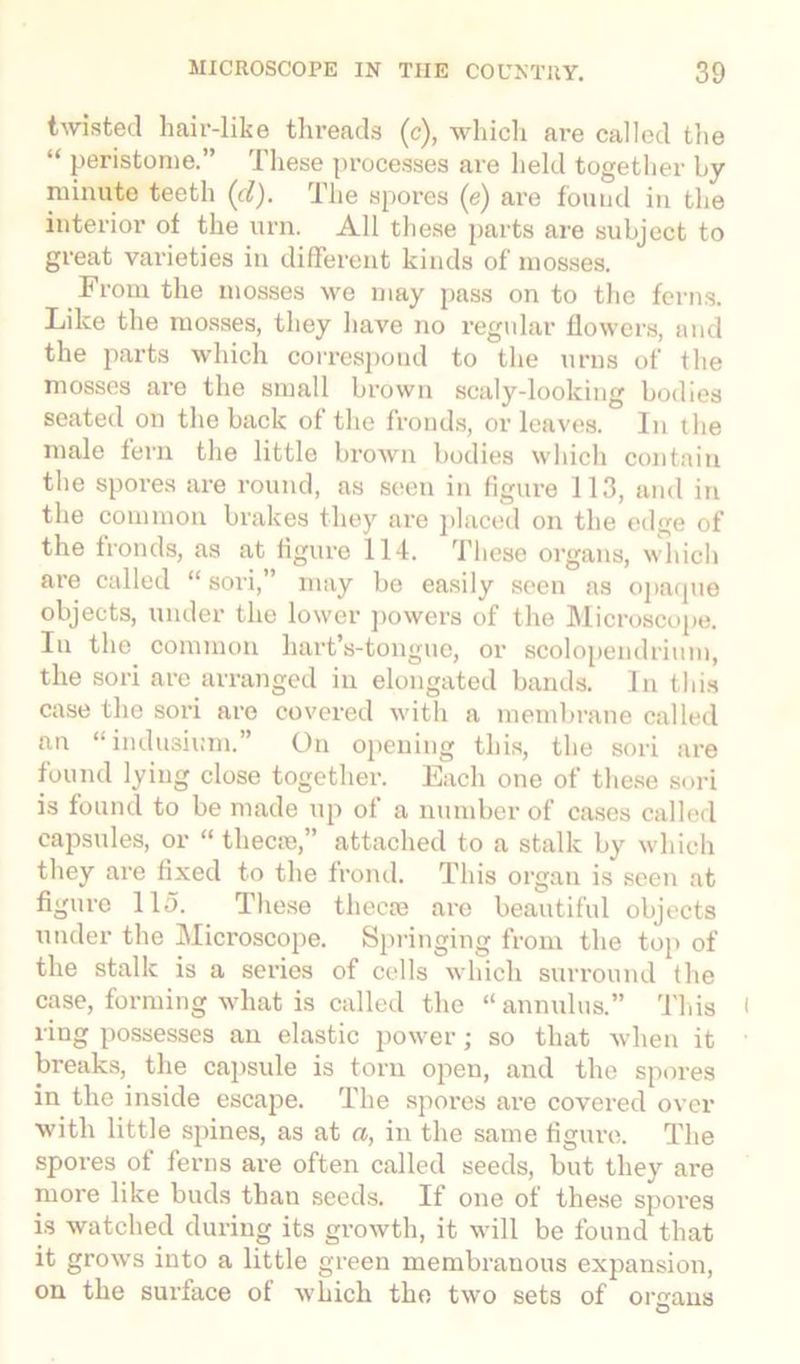 twisted hair-like threads (c), which are called the “ peristome.” These processes are held together by minute teeth (cl). The spores (e) are found in the interior of the urn. All these parts are subject to great varieties in different kinds of mosses. From the mosses we may pass on to the ferns. Like the mosses, they have no regular flowers, and the parts which correspond to the urns of the mosses are the small brown scaly-looking bodies seated on the back of the fronds, or leaves. In the male fern the little brown bodies which contain the spores are round, as seen in figure 113, and in the common brakes they are placed on the edge of the fronds, as at figure 114. These organs, which are called “ sori,” may be easily seen as opaque objects, under the lower powers of the Microscope. In the common hart’s-tongue, or scolopendrium, the sori are arranged in elongated bands. In this case the sori are covered with a membrane called an “indusium.” On opening this, the sori are found lying close together. Each one of these sori is found to be made up of a number of cases called capsules, or “ thecse,” attached to a stalk by which they are fixed to the frond. This organ is seen at figure 115. These tliecse are beautiful objects under the Microscope. Springing from the top of the stalk is a series of cells which surround the case, forming what is called the “annulus.” This ring possesses an elastic power; so that when it breaks, the capsule is torn open, and the spores in the inside escape. The spores are covered over with little spines, as at a, in the same figure. The spores of ferns are often called seeds, but they are more like buds than seeds. If one of these spores is watched during its growth, it will be found that it grows into a little green membranous expansion, on the surface of which the two sets of organs