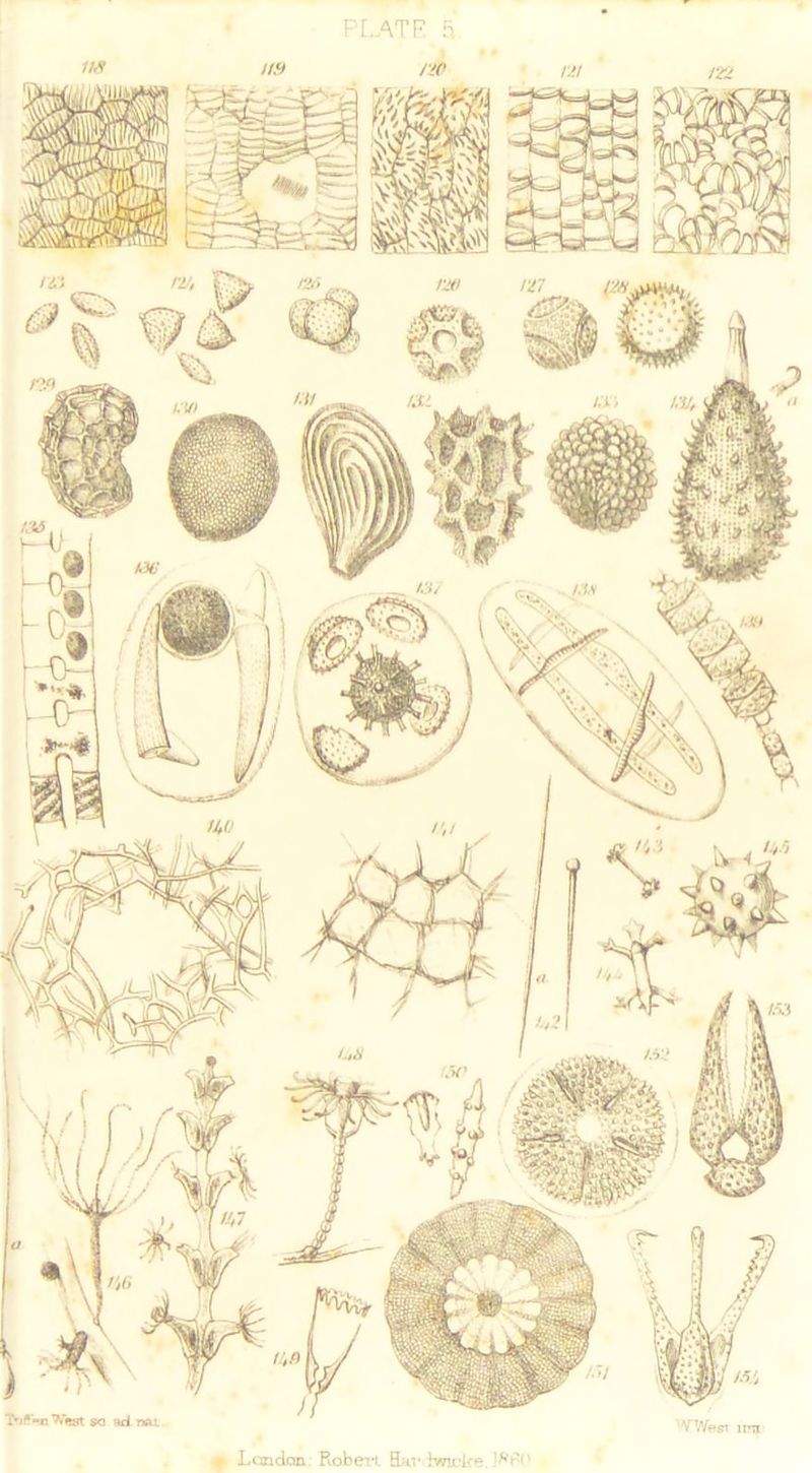 its u» no t n ' m t London. Robert HttrLwioke JRRP