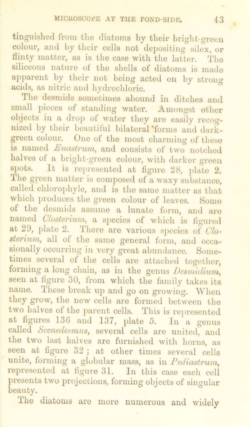 tinguislied from tlie diatoms by their bright-rec-n colour, and by their cells not depositing silex, or flinty matter, as is the case with the latter. The siliceous nature of the shells of diatoms is made apparent by their not being acted on by strong acids, as nitric and hydrochloric. The desmids sometimes abound in ditches and small pieces of standing water. Amongst other objects in a drop of water they are easily recog- nized by their beautiful bilateral'forms and dark- green colour. One ot the most charming of these is named Euastrvm, and consists of two notched halves of a bright-green colour, with darker green spots. It is represented at figure 28, plate 2. The green matter is composed of a waxy substance, called clilorophyle, and is the same matter as that which produces the green colour of leaves. Some of the desmids assume a lunate form, and are named Closterivm, a species of which is figured at 29, plate 2. There are various species of Clo- sterium, all of the same general form, and occa- sionally occurring in very great abundance. Some- times several ot the cells are attached together, forming a long chain, as in the genus Desmidiicm, seen at figure 30, from which the family takes its name. These break up and go on growing. When they grow, the new cells are formed between the two halves of the parent cells. This is represented at figures 136 and 137, plate 5. In a genus called Scenedesmus, several cells are united, and the two last halves are furnished with horns, as seen at figure 32; at other times several cells unite, forming a globular mass, as in Pediastrum, represented at figure 31. In this case each cell presents two projections, forming objects of singular beauty. The diatoms are more numerous and widely
