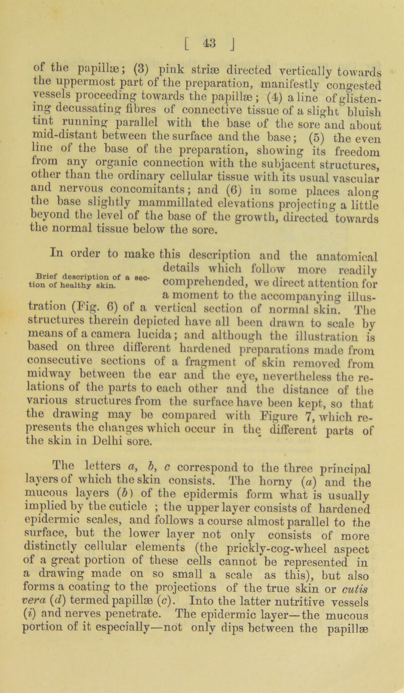 of the ptipillae j (3) pink strice directed vertically towards the uppermost part of the preparation, manifestly congested vessels proceeding towards the papillae; (4) aline of glisten- ing decussating fibres of connective tissue of a slight bluish tint running parallel with the base of the sore and about mid-distant between the surface and the base; (5) the even line of the base of the preparation, showing its freedom from any organic connection with the subjacent structures, other than the ordinary cellular tissue with its usual vascular and nervous concomitants; and (6) in some places alon the base slightly mammillated elevations projecting a little beyond the level of the base of the growth, directed towards the normal tissue below the sore. In order to make this description and the anatomical details which follow more readily tion of healthy^ Comprehended, we direct attention for a moment to the accompanying illus- tration (Pig. 6) of a vertical section of normal skin. The structures therein depicted have all been drawn to scale by means of a camera lucida; and although the illustration is based on three different hardened preparations made from consecutive sections of a fragment of skin removed from midway between the ear and the eye, nevertheless the re- lations of the parts to each other and the distance of the various structures from the surface have been kept, so that the drawing may be compared with Figure 7, which re- presents the changes which occur in the different parts of the skin in Delhi sore. The letters a, b, c correspond to the three principal layers of which the skin consists. The horny (a) and the mucous layers (6) of the epidermis form what is usually implied by the cuticle ; the upper layer consists of hardened epidermic scales, and follows a course almost parallel to the surface, but the lower layer not only consists of more distinctly cellular elements (the prickly-cog-wheel aspect of a great portion of these cells cannot be represented in a drawing made on so small a scale as this), but also forms a coating to the projections of the true skin or cuiis vera (d) termed papillae (c). Into the latter nutritive vessels (i) and nerves penetrate. The epidermic layer—the mucous portion of it especially—not only dips between the papillae