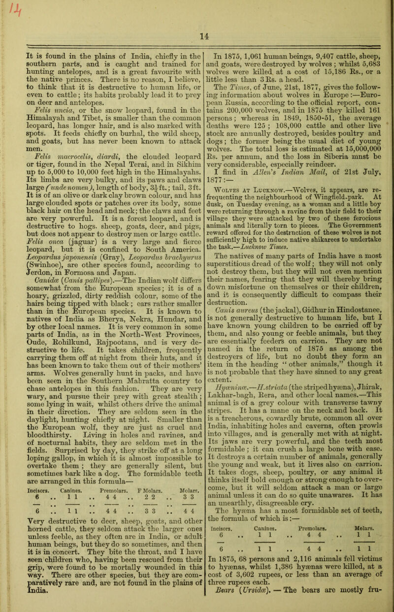 It is found in the plains of India, chiefly in the southern parts, and is caught and trained for hunting antelopes, and is a great favourite with the native princes. There is no reason, I believe, to think that it is destructive to human life, or even to cattle; its habits probably lead it to prey on deer and antelopes. Felis uncia, or the snow leopard, found in the Himalayah and Tibet, is smaller than the common leopard, has longer hair, and is also marked with spots. It feeds chiefly on burhal, the wild sheep, and goats, but has never been known to attack men. Felis macrocelis, diardi, the clouded leopard or tiger, found in the Nepal Terai, and in Sikhim up to 5,000 to 10,000 feet high in the Himalayahs. Its limbs are very bulky, and its paws and claws large (unde nomen), length of body, 3iffc.; tail, 3 ft. It is of an olive or dark clay brown colour, and has large clouded spots or patches over its body, some black hair on the head and neck; the claws and feet are very powerful. It is a forest leopard, and is destructive to hogs, sheep, goats, deer, and pigs, but does not appear to destroy men or large cattle. Felis onca (jaguar) is a very large and fierce leopard, but it is confined to South America. Leopardus japonensis (Gray), Leopardus brachyurus (Swinhoe), are other species found, according to Jerdon, in Formosa and Japan. Canidce (Ganis pallipes).—The Indian wolf differs somewhat from the European species; it is of a hoary, grizzled, dirty reddish colour, some of the hairs being tipped with black; ears rather smaller than in the European species. It is known to natives of India as Bherya, Nekra, Hundar, and by other local names. It is very common in some parts of India, as in the North-West Provinces, Oude, Rohilkund, Eajpootana, and is very de- structive to life. It takes children, frequently carrying them off at night from their huts, and it has been known to take them out of their mothers’ arms. Wolves generally hunt in packs, and have been seen in the Southern Mabratta country to chase antelopes in this fashion. They are very wary, and pursue their prey with great stealth; some lying in wait, whilst others drive the animal in their direction. They are seldom seen in the daylight, hunting chiefly at night. Smaller than the European wolf, they are just as cruel and bloodthirsty. Living in holes and ravines, and of nocturnal habits, they are seldom met in the fields. Surprised by day, they strike off at a long loping gallop, in which it is almost impossible to overtake them ; they are generally silent, but sometimes bark like a dog. The formidable teeth are arranged in this formula— Incisors. Canines. Premolars. F Molars. Molars. 6 .. 11 .. 4 4 .. 22 .. 33 6 11 !! 4 4 .. 3 3 !! 4 4 Very destructive to deer, sheep, goats, and other horned cattle, they seldom attack the larger ones unless feeble, as they often are in India, or adult human beings, but they do so sometimes, and then it is in concert. They bite the throat, and I have seen children who, having been rescued from their grip, were found to be mortally wounded in this way. There are other species, but they are com- paratively rare and, are not found in the plains of India. In 1875, 1,061 human beings, 9,407 cattle, sheep, and goats, were destroyed by wolves ; whilst 5,683 wolves were killed, at a cost of 15,186 Rs., or a little less than 3 Rs. a head. The Times, of June, 21st, 1877, gives the follow- ing information about wolves in Europe:—Euro- pean Russia, according to the official report, con- tains 200,000 wolves, and in 1875 they killed 161 persons; whereas in 1849, 1850-51, the average deaths were 125 ; 108,000 cattle and other live stock are annually destroyed, besides poultry and dogs ; the former being the usual diet of young wolves. The total loss is estimated at 15,000,000 Rs. per annum, and the loss in Siberia mnst be very considerable, especially reindeer. I find in Allen’s Indian Mail, of 21st July, 18771- Wolves at Lucknow.—Wolves, it appears, are re- frequenting the neighbourhood of Wingfield-park. At dusk, on Tuesday evening, as a woman and a little boy were returning through a ravine from their field to their village they were attacked by two of these ferocious animals and literally torn to pieces. The Government reward offered for the destruction of these wolves is not sufficiently high to induce native shikarees to undertake the task.—Lucknow Times. The natives of many parts of India have a most superstitious dread of the wolf; they will not only not destroy them, but they will not even mention their names, fearing that they will thereby bring down misfortune on themselves or their children, and it is consequently difficult to compass their destruction. Ganis aureus (the jackal), Gidhur in Hindostanee, is not generally destructive to human life, but I have known young children to be carried off by them, and also young or feeble animals, but they are essentially feeders on carrion. They are not named in the return of 1875 as among the destroyers of life, but no doubt they form an item in the heading “ other animals,” though it is not probable that they have sinned to any great extent. Rycenince.—H.striata (the striped hyaena), Jhirak, Lakhar-bagh, Rera, and other local names.—This animal is of a grey colour with transverse tawny stripes. It has a mane on the neck and back. It is a treacherous, cowardly brute, common all over India, inhabiting holes and caverns, often prowls into villages, and is generally met with at night. Its jaws are very powerful, and the teeth most formidable ; it can crush a large bone with ease. It destroys a certain number of animals, generally the young and weak, but it lives also on carrion. It takes dogs, sheep, poultry, or any animal it thinks itself bold enough or strong enough to over- come, but it will seldom attack a man or large animal unless it can do so quite unawares. It has an unearthly, disagreeable cry. The hyaena has a most formidable set of teeth, the formula of which is:— Incisors. Canines. Premolars. Molars. 6 1 1 4 4 1 1 6 1 1 4 4 1 1 In 1875, 68 persons and 2,116 animals fell victims to hyaenas, whilst 1,386 hyaenas were killed, at a cost of 3,602 rupees, or less than an average of three rupees each. Bears (Ur sides), — The bears are mostly fru-