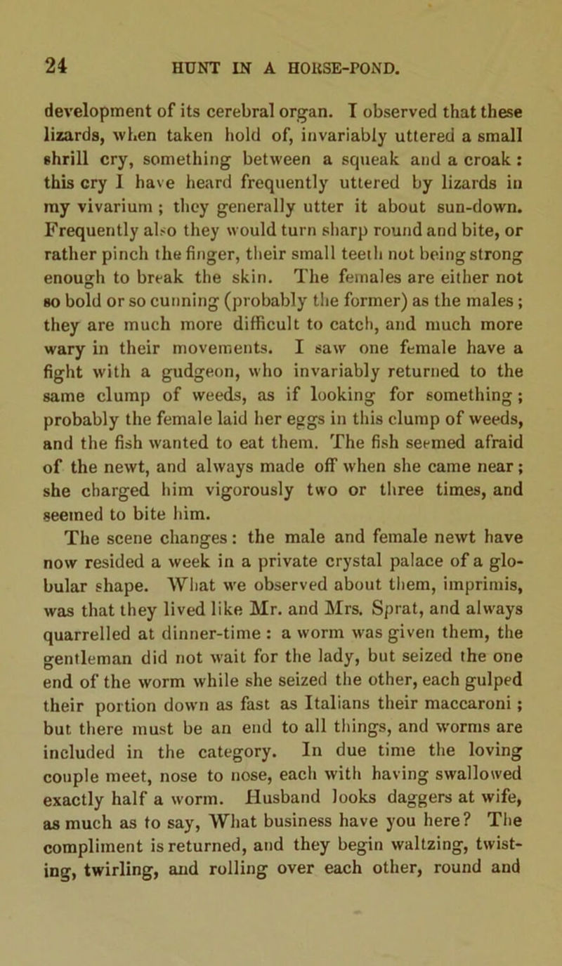 development of its cerebral organ. T observed that these lizards, when taken hold of, invariably uttered a small shrill cry, something between a squeak and a croak: this cry I have heard frequently uttered by lizards in my vivarium ; they generally utter it about sun-down. Frequently also they would turn sharp round and bite, or rather pinch the finger, their small teeth not being strong enough to break the skin. The females are either not so bold or so cunning (probably the former) as the males; they are much more difficult to catch, and much more wary in their movements. I saw one female have a fight with a gudgeon, who invariably returned to the same clump of weeds, as if looking for something; probably the female laid her eggs in this clump of weeds, and the fish wanted to eat them. The fish seemed afraid of the newt, and always made off when she came near; she charged him vigorously two or three times, and seemed to bite him. The scene changes: the male and female newt have now resided a week in a private crystal palace of a glo- bular shape. What we observed about them, imprimis, was that they lived like Mr. and Mrs. Sprat, and always quarrelled at dinner-time : a worm was given them, the gentleman did not wait for the lady, but seized the one end of the worm while she seized the other, each gulped their portion down as fast as Italians their maccaroni; but there must be an end to all things, and worms are included in the category. In due time the loving couple meet, nose to nose, each with having swallowed exactly half a worm. Husband looks daggers at wife, as much as to say, What business have you here? The compliment is returned, and they begin waltzing, twist- ing, twirling, and rolling over each other, round and