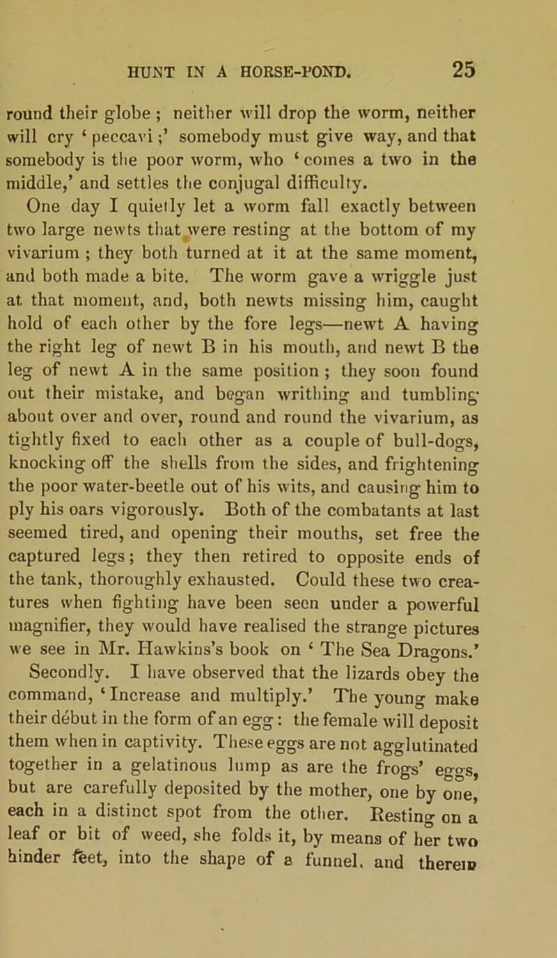 round their globe ; neither will drop the worm, neither will cry ‘ peccavisomebody must give way, and that somebody is the poor worm, who ‘ comes a two in the middle,’ and settles the conjugal difficulty. One day I quietly let a worm fall exactly between two large newts that were resting at the bottom of my vivarium ; they both turned at it at the same moment, and both made a bite. The worm gave a wriggle just at that moment, and, both newts missing him, caught hold of each other by the fore legs—newt A having the right leg of newt B in his mouth, and newt B the leg of newt A in the same position ; they soon found out their mistake, and began writhing and tumbling about over and over, round and round the vivarium, as tightly fixed to each other as a couple of bull-dogs, knocking off the shells from the sides, and frightening the poor water-beetle out of his wits, and causing him to ply his oars vigorously. Both of the combatants at last seemed tired, and opening their mouths, set free the captured legs; they then retired to opposite ends of the tank, thoroughly exhausted. Could these two crea- tures when fighting have been seen under a powerful magnifier, they would have realised the strange pictures we see in Mr. Hawkins’s book on ‘ The Sea Dragons.’ Secondly. I have observed that the lizards obey the command, ‘Increase and multiply.’ The young make their debut in the form of an egg: the female will deposit them when in captivity. These eggs are not agglutinated together in a gelatinous lump as are the frogs’ eggs, but are carefully deposited by the mother, one by one, each in a distinct spot from the other. Resting on a leaf or bit of weed, she folds it, by means of her two hinder feet, into the shape of a funnel, and therein