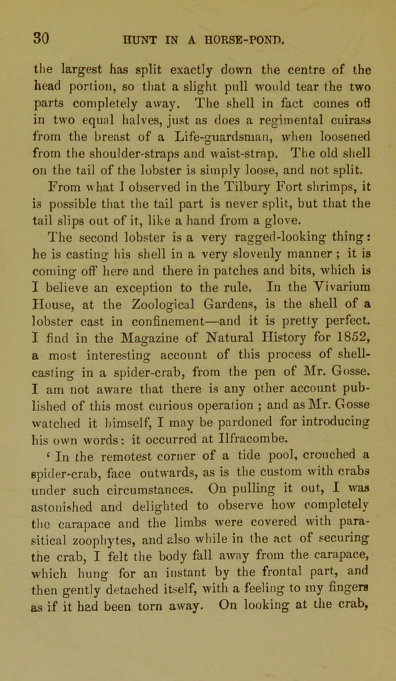 the largest has split exactly down the centre of the head portion, so that a slight pull would tear the two parts completely away. The shell in fact comes ofl in two equal halves, just as does a regimental cuirass from the breast of a Life-guardsman, when loosened from the shoulder-straps and waist-strap. The old shell on the tail of the lobster is simply loose, and not split. From what I observed in the Tilbury Fort shrimps, it is possible that the tail part is never split, but that the tail slips out of it, like a hand from a glove. The second lobster is a very ragged-looking thing: he is casting his shell in a very slovenly manner ; it is coming off here and there in patches and bits, which is I believe an exception to the rule. In the Vivarium House, at the Zoological Gardens, is the shell of a lobster cast in confinement—and it is pretty perfect. I find in the Magazine of Natural History for 1852, a most interesting account of this process of shell- casting in a spider-crab, from the pen of Mr. Gosse. I am not aware that there is any other account pub- lished of this most curious operation ; and as Mr. Gosse watched it himself, I may be pardoned for introducing his own words: it occurred at Ilfracombe. * In the remotest corner of a tide pool, crouched a spider-crab, face outwards, as is the custom with crabs under such circumstances. On pulling it out, I was astonished and delighted to observe how completely the carapace and the limbs were covered with para- sitical zoophytes, and also while in the act of securing the crab, I felt the body fall away from the carapace, which hung for an instant by the frontal part, and then gently detached itself, with a feeling to my fingers as if it had been torn away. On looking at the crab,