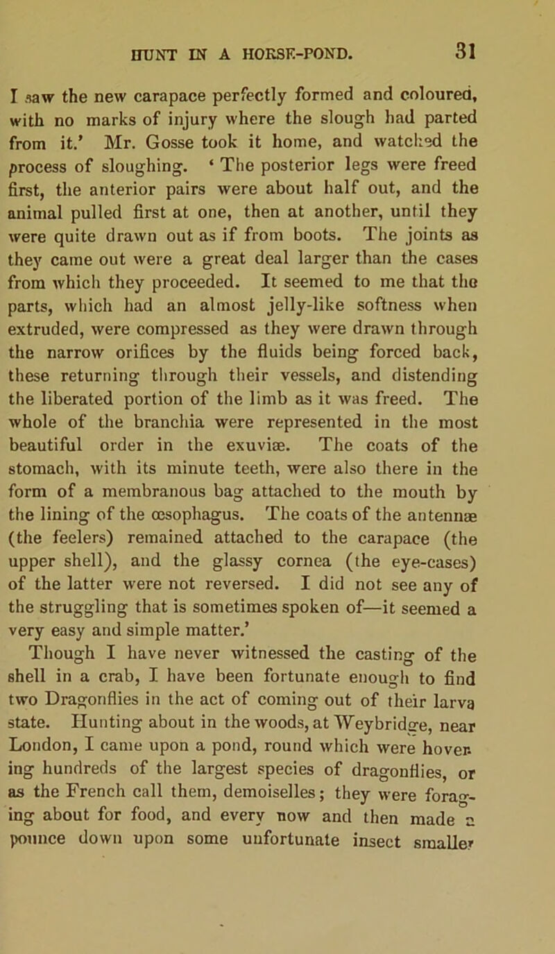 I saw the new carapace perfectly formed and coloured, with no marks of injury where the slough had parted from it.’ Mr. Gosse took it home, and watched the process of sloughing. ‘ The posterior legs were freed first, the anterior pairs were about half out, and the animal pulled first at one, then at another, until they were quite drawn out as if from boots. The joints as they came out were a great deal larger than the cases from which they proceeded. It seemed to me that the parts, which had an almost jelly-like softness when extruded, were compressed as they were drawn through the narrow orifices by the fluids being forced back, these returning through their vessels, and distending the liberated portion of the limb as it was freed. The whole of the branchia were represented in the most beautiful order in the exuviae. The coats of the stomach, with its minute teeth, were also there in the form of a membranous bag attached to the mouth by the lining of the oesophagus. The coats of the antennae (the feelers) remained attached to the carapace (the upper shell), and the glassy cornea (the eye-cases) of the latter were not reversed. I did not see any of the struggling that is sometimes spoken of—it seemed a very easy and simple matter.’ Though I have never witnessed the casting of the shell in a crab, I have been fortunate enough to find two Dragonflies in the act of coming out of their larva state. Hunting about in the woods, at Weybridsre, near London, I came upon a pond, round which were hover, ing hundreds of the largest species of dragonflies, or as the French call them, demoiselles; they were forag- ing about for food, and every now and then made a pounce down upon some unfortunate insect smaller