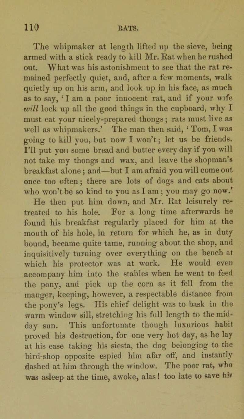 The whipmaker at length lifted up the sieve, being armed with a stick ready to kill Mr. Rat when he rushed out. What was his astonishment to see that the rat re- mained perfectly quiet, and, after a few moments, walk quietly up on his arm, and look up in his face, as much as to say, ‘ I am a poor innocent rat, and if your wife will lock up all the good things in the cupboard, why I must eat your nicely-prepared thongs; rats must live as well as whipmakers.’ The man then said, ‘ Tom, I was going to kill you, but now I won’t; let us be friends. I’ll put you some bread and butter every day if you will not take my thongs and wax, and leave the shopman’s breakfast alone; and—but I am afraid you will come out once too often; there are lots of dogs and cats about who won’t be so kind to you as I am ; you may go now.’ He then put him down, and Mr. Rat leisurely re- treated to his hole. For a long time afterwards he found his breakfast regularly placed for him at the mouth of his hole, in return for which he, as in duty bound, became quite tame, running about the shop, and inquisitively turning over everything on the bench at which his protector was at work. He would even accompany him into the stables when he went to feed the pony, and pick up the corn as it fell from the manger, keeping, however, a respectable distance from the pony’s legs. His chief delight was to bask in the warm window sill, stretching his full length to the mid- day sun. This unfortunate though luxurious habit proved his destruction, for one very hot day, as he lay at his ease taking his siesta, the dog belonging to the bird-shop opposite espied him afar of!’, and instantly dashed at him through the window. The poor rat, who was asleep at the time, awoke, alas! too late to save hif>
