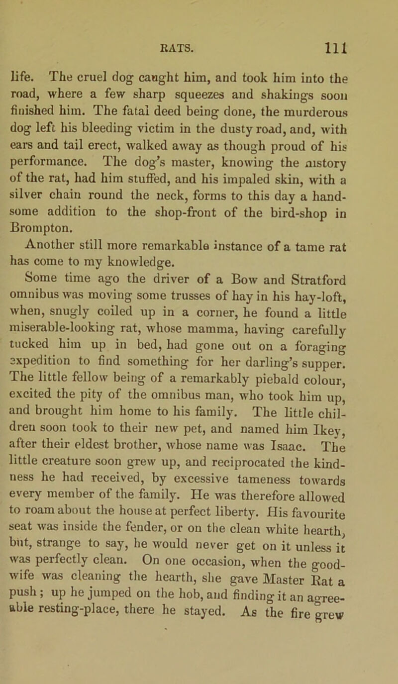 life. The cruel dog caught him, and took him into the road, where a few sharp squeezes and shakings soon finished him. The fatal deed being done, the murderous dog left his bleeding victim in the dusty road, and, with ears and tail erect, walked away as though proud of his performance. The dog’s master, knowing the mstory of the rat, had him stuffed, and his impaled skin, with a silver chain round the neck, forms to this day a hand- some addition to the shop-front of the bird-shop in Brompton. Another still more remarkable instance of a tame rat has come to my knowledge. Some time ago the driver of a Bow and Stratford omnibus was moving some trusses of hay in his hay-loft, when, snugly coiled up in a corner, he found a little miserable-looking rat, whose mamma, having carefully tucked him up in bed, had gone out on a foraging expedition to find something for her darling’s supper. The little fellow being of a remarkably piebald colour, excited the pity of the omnibus man, who took him up, and brought him home to his family. The little chil- dren soon took to their new pet, and named him Ikev, after their eldest brother, whose name was Isaac. The little creature soon grew up, and reciprocated the kind- ness he had received, by excessive tameness towards every member of the family. He was therefore allowed to roam about the house at perfect liberty. His favourite seat was inside the fender, or on the clean white hearth but, strange to say, he would never get on it unless it was perfectly clean. On one occasion, when the good- wife was cleaning the hearth, she gave Master Rat a push; up he jumped on the hob, and finding it an agree- able resting-place, there he stayed. As the fire grew