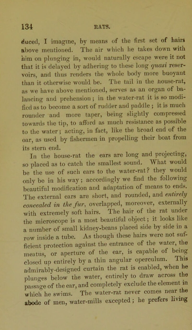 (iuced, I imagine, by means of the first set of hairs above mentioned. The air which he takes down with him on plunging in, would naturally escape were it not that it is delayed by adhering to these long quasi reser- voirs, and thus renders the whole body more buoyant than it otherwise would be. The tail in the house-rat, as we have above mentioned, serves as an organ of ba- lancing and prehension ; in the water-rat it is so modi- fied as to become a sort of rudder and paddle ; it is much rounder and more taper, being slightly compressed towards the tip, to afford as much resistance as possible to the water; acting, in fact, like the broad end of the oar, as used by fishermen in propelling their boat from its stern end. In the house-rat the ears are long and projecting, so placed as to catch the smallest sound. What would be the use of such ears to the water-rat? they would only be in his way; accordingly we find the following beautiful modification and adaptation of means to ends. The external ears are short, and rounded, and entirely concealed in the fur, overlapped, moreover, externally with extremely soft hairs. The hair of the rat under the microscope is a most beautiful object; it looks like a number of small kidney-beans placed side by side in a row inside a tube. As though these hairs were not suf- ficient protection against the entrance of the water, the meatus, or aperture of the ear, is capable of being closed up entirely by a thin angular operculum. This admirably-designed curtain the rat is enabled, when he plunges below the water, entirely to draw across the passage of the ear, and completely exclude the element m which he swims. The water-rat never comes near the abode of men, water-mills excepted; he prefers living