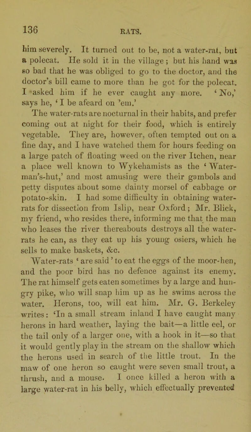 him severely. It turned out to be, not a water-rat, but a polecat. lie sold it in the village ; but his hand was so bad that he was obliged to go to the doctor, and the doctor’s bill came to more than he got for the polecat. I asked him if he ever caught any more. ‘ No,’ says he, ‘ I be afeard on ’em.’ The water-rats are nocturnal in their habits, and prefer coming out at night for their food, which is entirely vegetable. They are, however, often tempted out on a fine day, and I have watched them for hours feeding on a large patch of floating weed on the river Itchen, near a place well known to Wykehamists as the ‘ Water- man’s-hut,’ and most amusing were their gambols and petty disputes about some dainty morsel of cabbage or potato-skin. I had some difficulty in obtaining water- rats for dissection from Islip, near Oxford; Mr. Blick, my friend, who resides there, informing me that the man who leases the river thereabouts destroys all the water- rats he can, as they eat up his young osiers, which he sells to make baskets, &c. Water-rats ‘ are said ’ to eat the eggs of the moor-hen, and the poor bird has no defence against its enemy. The rat himself gets eaten sometimes by a large and hun- gry pike, who will snap him up as he swims across the water. Herons, too, will eat him. Mr. G. Berkeley writes: ‘In a small stream inland I have caught many herons in hard weather, laying the bait—a little eel, or the tail only of a larger one, with a hook in it—so that it would gently play in the stream on the shallow which the herons used in search of the little trout. In the maw of one heron so caught were seven small trout, a thrush, and a mouse. I once killed a heron with a large water-rat in his belly, which effectually prevented