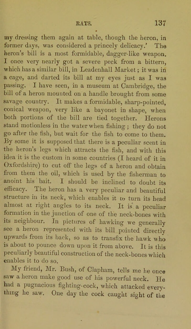 my dressing them again at table, though the heron, in former days, was considered a princely delicacy.’ The heron’s bill is a most formidable, dagger-like weapon. I once very nearly got a severe peck from a bittern, which has a similar bill, in Leadenhall Market; it was in a cage, and darted its bill at my eyes just as I was passing. I have seen, in a museum at Cambridge, the bill of a heron mounted on a handle brought from some savage country. It makes a formidable, sharp-pointed, conical weapon, very like a bayonet in shape, when both portions of the bill are tied together. Herons stand motionless in the water when fishing ; they do not go after the fish, but wait for the fish to come to them. By some it is supposed that there is a peculiar scent in the heron’s legs which attracts the fish, and with this idea it is t.he custom in some countries (I heard of it in Oxfordshire) to cut off the legs of a heron and obtain from them the oil, which is used by the fisherman to anoint his bait. I should be inclined to doubt its efficacy. The heron has a very peculiar and beautiful structure in its neck, which enables it to turn its head almost at right angles to its neck. It is a peculiar formation in the junction of one of the neck-bones with its neighbour. In pictures of hawking we generally see a heron represented with its bill pointed directly upwards from its back, so as to transfix the hawk who is about to pounce down upon it from above. It is this peculiaily beautiful construction of the neck-bones which enables it to do so. My friend, Mr. Bush, of Clapham, tells me he once saw a heron make good use of his powerful neck. He had a pugnacious fighting-cock, which attacked every- thing he saw. One day the cock caught sight of the