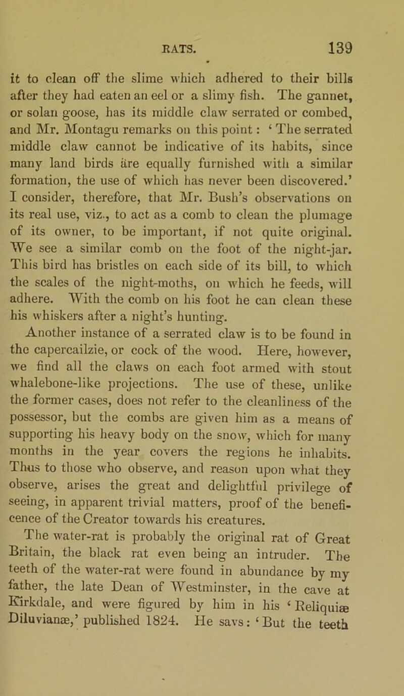 it to clean off the slime which adhered to their bills after they had eaten an eel or a slimy fish. The gannet, or solan goose, has its middle claw serrated or combed, and Mr. Montagu remarks on this point: ‘ The serrated middle claw cannot be indicative of its habits, since many land birds tire equally furnished with a similar formation, the use of which has never been discovered.’ I consider, therefore, that Mr. Bush’s observations on its real use, viz., to act as a comb to clean the plumage of its owner, to be important, if not quite original. We see a similar comb on the foot of the night-jar. This bird has bristles on each side of its bill, to which the scales of the night-moths, on which he feeds, will adhere. With the comb on his foot he can clean these his whiskers after a night’s hunting. Another instance of a serrated claw is to be found in the capercailzie, or cock of the wood. Here, however, we find all the claws on each foot armed with stout wlialebone-like projections. The use of these, unlike the former cases, does not refer to the cleanliness of the possessor, but the combs are given him as a means of supporting his heavy body on the snow, which for many months in the year covers the regions he inhabits. Thus to those who observe, and reason upon what they observe, arises the great and delightful privilege of seeing, in apparent trivial matters, proof of the benefi- cence of the Creator towards his creatures. The water-rat is probably the original rat of Great Britain, the black rat even being an intruder. The teeth of the water-rat were found in abundance by my father, the late Dean of Westminster, in the cave at Kirkdale, and were figured by him in his ‘ Reliquiae Diluvianae,’ published 1824. He savs: ‘But the teeth