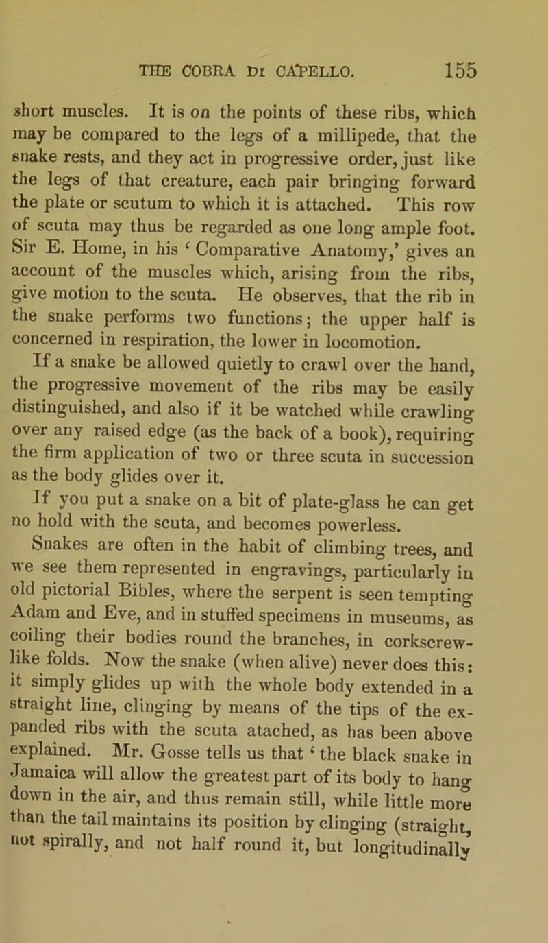 short muscles. It is on the points of these ribs, which may be compared to the legs of a millipede, that the snake rests, and they act in progressive order, just like the legs of that creature, each pair bringing forward the plate or scutum to which it is attached. This row of scuta may thus be regarded as one long ample foot. Sir E. Home, in his ‘ Comparative Anatomy,’ gives an account of the muscles which, arising from the ribs, give motion to the scuta. He observes, that the rib in the snake performs two functions; the upper half is concerned in respiration, the lower in locomotion. If a snake be allowed quietly to crawl over the hand, the progressive movement of the ribs may be easily distinguished, and also if it be watched while crawling over any raised edge (as the back of a book), requiring the firm application of two or three scuta in succession as the body glides over it. If you put a snake on a bit of plate-glass he can get no hold with the scuta, and becomes powerless. Snakes are often in the habit of climbing trees, and we see them represented in engravings, particularly in old pictorial Bibles, where the serpent is seen tempting Adam and Eve, and in stuffed specimens in museums, as coiling their bodies round the branches, in corkscrew- like folds. Now the snake (when alive) never does this: »t simply glides up with the whole body extended in a straight line, clinging by means of the tips of the ex- panded ribs with the scuta atached, as has been above explained. Mr. Gosse tells us that ‘ the black snake in Jamaica will allow the greatest part of its body to han«- down in the air, and thus remain still, while little more than the tail maintains its position by clinging (straight not spirally, and not half round it, but longitudinally