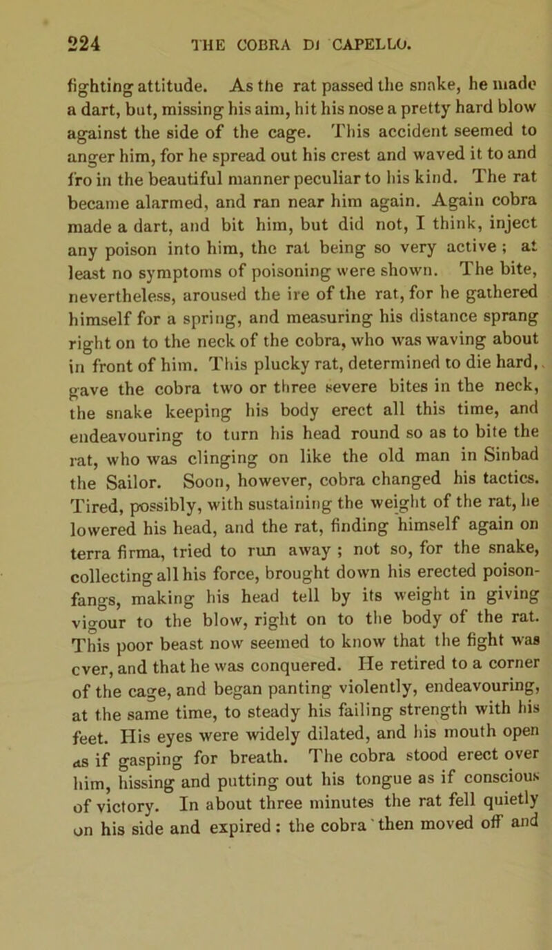 fighting attitude. As the rat passed the snake, he made a dart, but, missing his aim, hit his nose a pretty hard blow against the side of the cage. This accident seemed to anger him, for he spread out his crest and waved it to and fro in the beautiful manner peculiar to liis kind. The rat became alarmed, and ran near him again. Again cobra made a dart, and bit him, but did not, I think, inject any poison into him, the rat being so very active; at least no symptoms of poisoning were shown. The bite, nevertheless, aroused the ire of the rat, for he gathered himself for a spring, and measuring his distance sprang right on to the neck of the cobra, who was waving about in front of him. This plucky rat, determined to die hard, gave the cobra two or three severe bites in the neck, the snake keeping his body erect all this time, and endeavouring to turn his head round so as to bite the rat, who was clinging on like the old man in Sinbad the Sailor. Soon, however, cobra changed his tactics. Tired, possibly, with sustaining the weight of the rat, lie lowered his head, and the rat, finding himself again on terra firma, tried to rim away ; not so, for the snake, collecting all his force, brought down his erected poison- fangs, making his head tell by its weight in giving vigour to the blow, right on to the body of the rat. This poor beast now seemed to know that the fight was ever, and that he was conquered. He retired to a corner of the cage, and began panting violently, endeavouring, at the same time, to steady his failing strength with his feet. His eyes were widely dilated, and his mouth open <ts if gasping for breath. The cobra stood erect over him, hissing and putting out his tongue as if conscious of victory. In about three minutes the rat fell quietly on his side and expired: the cobra' then moved off and