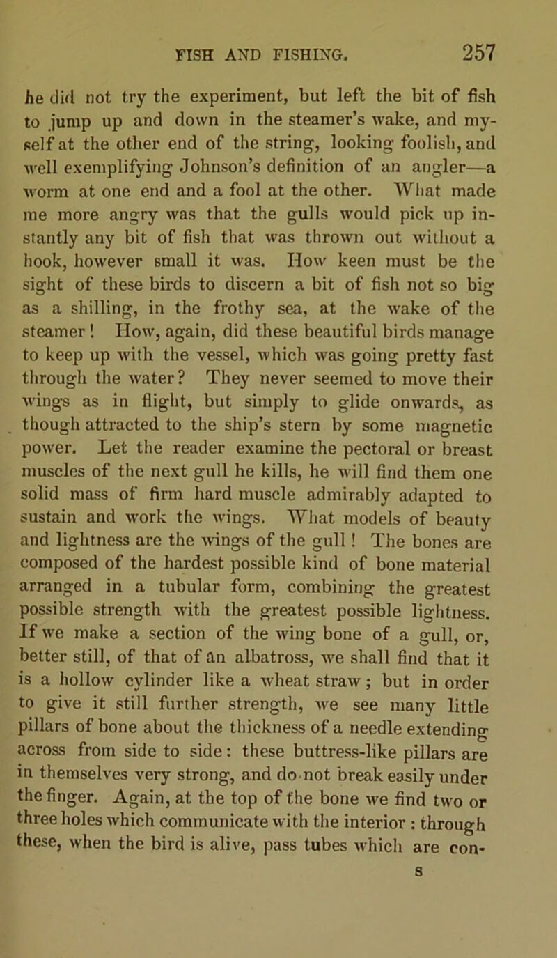 he did not try the experiment, but left the bit of fish to .jump up and down in the steamer’s wake, and my- self at the other end of the string, looking foolish, and well exemplifying Johnson’s definition of an angler—a worm at one end and a fool at the other. What made me more angry was that the gulls would pick up in- stantly any bit of fish that was thrown out without a hook, however small it was. IIow keen must be the sight of these birds to discern a bit of fish not so big o o as a shilling, in the frothy sea, at the wake of the steamer! How, again, did these beautiful birds manage to keep up with the vessel, which was going pretty fast through the water? They never seemed to move their wings as in flight, but simply to glide onwards, as though attracted to the ship’s stern by some magnetic power. Let the reader examine the pectoral or breast muscles of the next gull he kills, he will find them one solid mass of firm hard muscle admirably adapted to sustain and work the wings. What models of beauty and lightness are the wings of the gull! The bones are composed of the hardest possible kind of bone material arranged in a tubular form, combining the greatest possible strength with the greatest possible lightness. If we make a section of the wing bone of a gull, or, better still, of that of an albatross, we shall find that it is a hollow cylinder like a wheat straw; but in order to give it still further strength, we see many little pillars of bone about the thickness of a needle extending across from side to side: these buttress-like pillars are in themselves very strong, and do not break easily under the finger. Again, at the top of the bone we find two or three holes which communicate with the interior : through these, when the bird is alive, pass tubes which are con- s