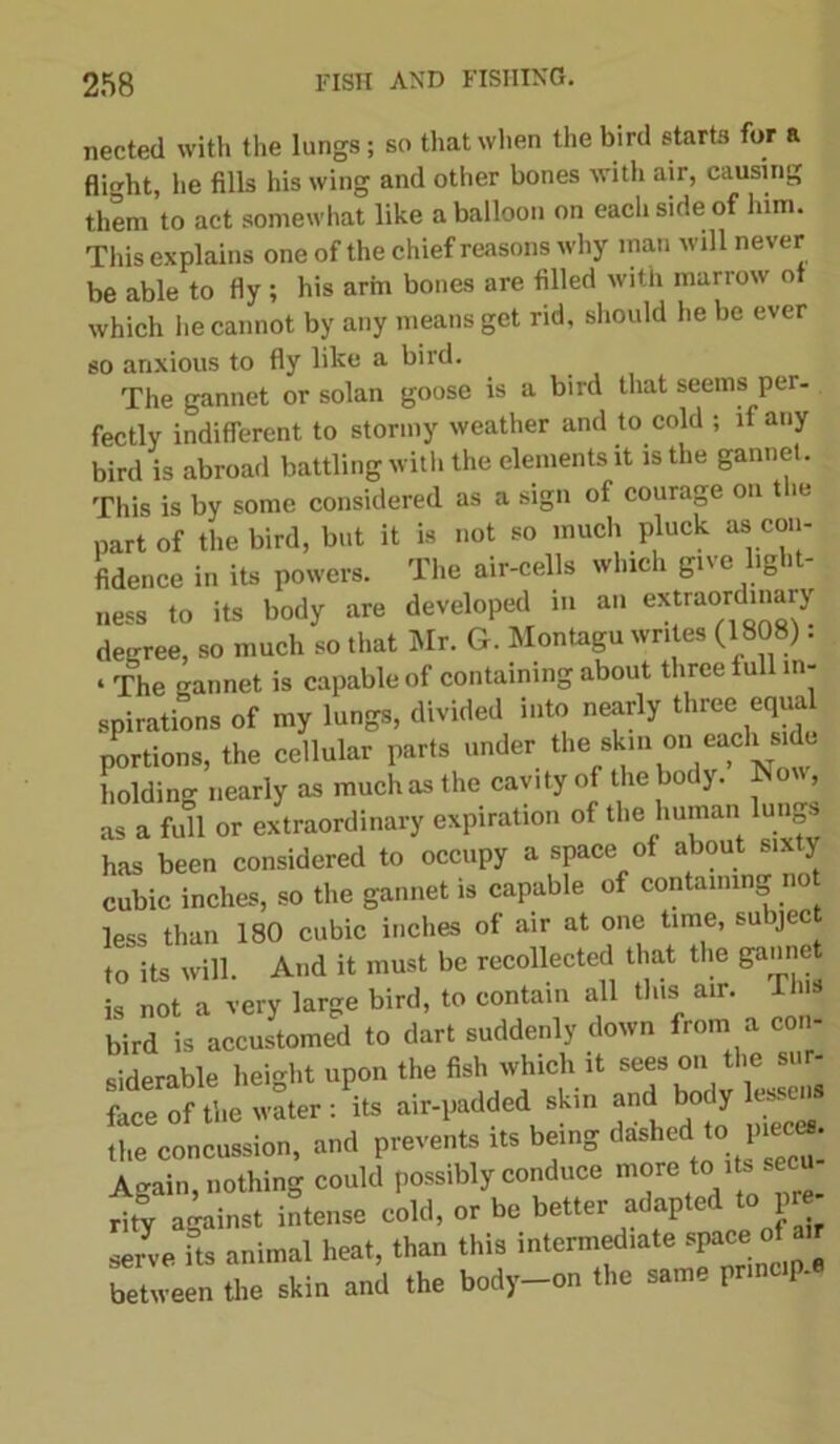 nected with the lungs; so that when the bird starts for a flight, he fills his wing and other bones with air, causing them to act somewhat like a balloon on each side of him. This explains one of the chief reasons why man will never be able to fly ; his arm bones are tilled with marrow ot which he cannot by any means get rid, should he be ever so anxious to fly like a. bird. The gannet or solan goose is a bird that seems per- fectly indifferent to stormy weather and to cold ; if any bird is abroad battling with the elements it is the gannet. This is by some considered as a sign of courage on the part of the bird, but it is not so much pluck as con- fidence in its powers. The air-cells which give light- ness to its body are developed in an extraordinary degree, so much so that Mr. G. Montagu writes (1808): ‘ The gannet is capable of containing about three lull in- spirations of my lungs, divided into nearly three equa portions, the cellular parts under the skin on each side holding nearly as much as the cavity of the body. Nou, as a full or extraordinary expiration of the human lungs has been considered to occupy a space of about sixty cubic inches, so the gannet is capable of containing not less than 180 cubic inches of air at one time, subject to its will. And it must be recollected that the ganne is not a very large bird, to contain all this air. I his bird is accustomed to dart suddenly down from a con- siderable height upon the fish which it sees on the face of the water : its air-padded skin and body lejen the concussion, and prevents its being dashed to p ec^ Again, nothing could possibly conduce m^e to ite seen ritv against intense cold, or be better adapted to pre serve fts animal heat, than this intermediate space of air between the skin and the body-on the same prmup.