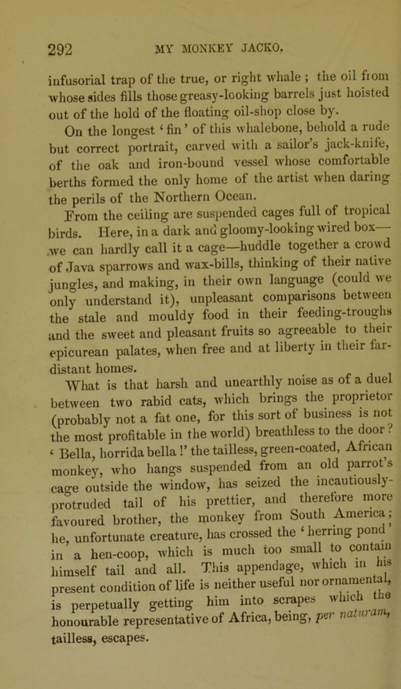 infusorial trap of the true, or right whale ; the oil fiom whose sides fills those greasy-looking barrels just hoisted out of the hold of the floating oil-shop close by. On the longest ‘ fin ’ of this whalebone, behold a rude but correct portrait, carved with a sailor’s jack-knife, of the oak and iron-bound vessel whose comfortable berths formed the only home of the artist when daring the perils of the Northern Ocean. From the ceiling are suspended cages full of tropical birds. Here, in a dark and gloomy-looking wired box— .we can hardly call it a cage—huddle together a crowd of Java sparrows and wax-bills, thinking of their nathe jungles, and making, in their own language (could we only understand it), unpleasant comparisons between the stale and mouldy food in their feeding-troughs and the sweet and pleasant fruits so agreeable to their epicurean palates, when free and at liberty in their far- distant homes. What is that harsh and unearthly noise as of a duel between two rabid cats, which brings the proprietor (probably not a fat one, for this sort of business is not the most profitable in the world) breathless to the door < ‘ Bella, horridabella!’ the tailless, green-coated, African monkey, who hangs suspended from an old parrots ca^-e outside the window, has seized the incautiously- protruded tail of his prettier, and therefore more favoured brother, the monkey from South America; he, unfortunate creature, has crossed the ‘ herring pond in a hen-coop, which is much too small to contain himself tail and all. This appendage, which in lu» present condition of life is neither useful norornamen al, is perpetually getting him into scrapes which “ honourable representative of Africa, being, pw na H> tailless, escapes.