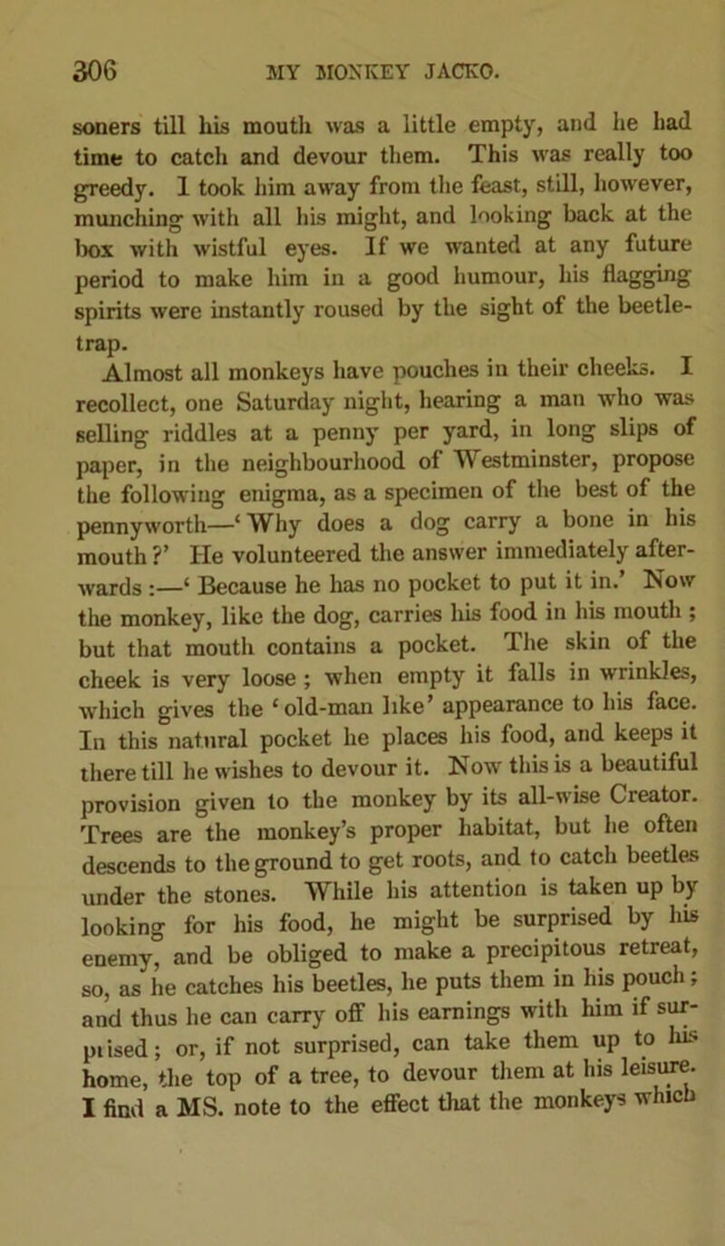 soners till his mouth was a little empty, and he had time to catch and devour them. This was really too gTeedy. 1 took him away from the feast, still, however, munching with all his might, and looking back at the box with wistful eyes. If we wanted at any future period to make him in a good humour, his flagging spirits were instantly roused by the sight of the beetle- trap. Almost all monkeys have pouches in their cheeks. I recollect, one Saturday night, hearing a man who was selling riddles at a penny per yard, in long slips of paper, in the neighbourhood of Westminster, propose the following enigma, as a specimen of the best of the pennyworth—‘ Why does a dog carry a bone in his mouth ?’ He volunteered the answer immediately after- wards :—‘ Because he has no pocket to put it in.’ Now the monkey, like the dog, carries his food in his mouth ; but that mouth contains a pocket. The skin of the cheek is very loose ; when empty it falls in wrinkles, which gives the t old-man like’ appearance to his face. In this natural pocket he places his food, and keeps it there till he wishes to devour it. Now this is a beautiful provision given to the monkey by its all-wise Creator. Trees are the monkey’s proper habitat, but he often descends to the ground to get roots, and to catch beetles under the stones. While his attention is taken up by looking for his food, he might be surprised by his enemy, and be obliged to make a precipitous retreat, so, as he catches his beetles, he puts them in his pouch; and thus he can carry off his earnings with him if sur- prised; or, if not surprised, can take them up to Ins home, the top of a tree, to devour them at his leisure. I find a MS. note to the effect that the monkeys which