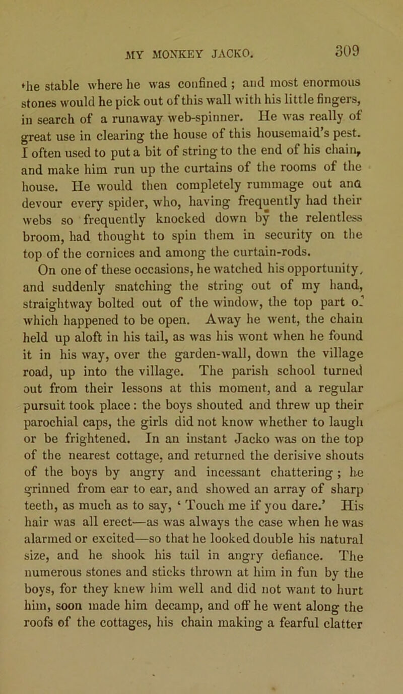 *he stable where he was confined ; and most enormous stones would he pick out of this wall with his little fingers, in search of a runaway web-spinner. He was really of great use in clearing the house of this housemaid’s pest. I often used to put a bit of string to the end of his chain, and make him run up the curtains of the rooms of the house. He would then completely rummage out ana devour every spider, who, having frequently had their webs so frequently knocked down by the relentless broom, had thought to spin them in security on the top of the cornices and among the curtain-rods. On one of these occasions, he watched his opportunity, and suddenly snatching the string out of my hand, straightway bolted out of the window, the top part o' which happened to be open. Away he went, the chain held up aloft in his tail, as was his wont when he found it in his way, over the garden-wall, down the village road, up into the village. The parish school turned out from their lessons at this moment, and a regular pursuit took place: the boys shouted and threw up their parochial caps, the girls did not know whether to laugh or be frightened. In an instant Jacko was on the top of the nearest cottage, and returned the derisive shouts of the boys by angry and incessant chattering ; he grinned from ear to ear, and showed an array of sharp teeth, as much as to say, ‘ Touch me if you dare.’ His hair was all erect—as was always the case when he was alarmed or excited—so that he looked double his natural size, and he shook his tail in angry defiance. The numerous stones and sticks thrown at him in fun by the boys, for they knew him well and did not want to hurt him, soon made him decamp, and off he went along the roofs of the cottages, his chain making a fearful clatter