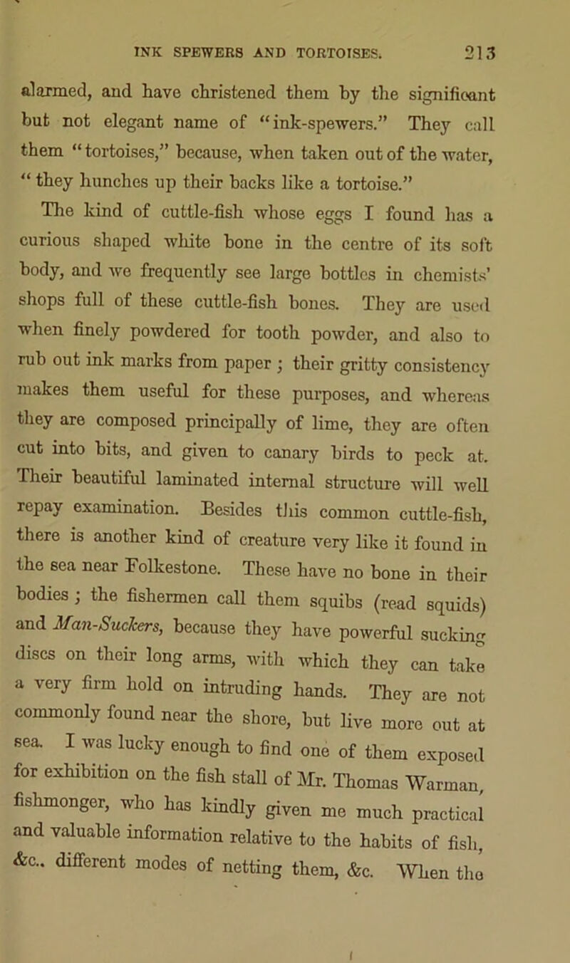 alarmed, and have christened them by the significant but not elegant name of “ ink-spewers.” They call them “ tortoises,” because, when taken out of the water, “ they hunches up their backs like a tortoise.” The kind of cuttle-fish whose eggs I found has a curious shaped wliite bone in the centre of its soft body, and we frequently see large bottles in chemists’ shops full of these cuttle-fish bones. They are used when finely powdered for tooth powder, and also to rub out ink marks from paper ; their gritty consistency makes them useful for these purposes, and whereas they are composed principally of lime, they are often cut into bits, and given to canary birds to peck at. Their beautiful laminated internal structure will well repay examination. Besides this common cuttle-fish, there is another kind of creature very like it found in the 6ea near Folkestone. These have no bone in their bodies; the fishermen call them squibs (read squids) and Man-Suckers, because they have powerful sucking discs on their long arms, with which they can take a very firm hold on intruding hands. They are not commonly found near the shore, but live more out at sea. I was lucky enough to find one of them exposed for exhibition on the fish stall of Mr. Thomas Warrnan, fishmonger, who has kindly given me much practical and valuable information relative to the habits of fish, &c.. different modes of netting them, &c. When tlm