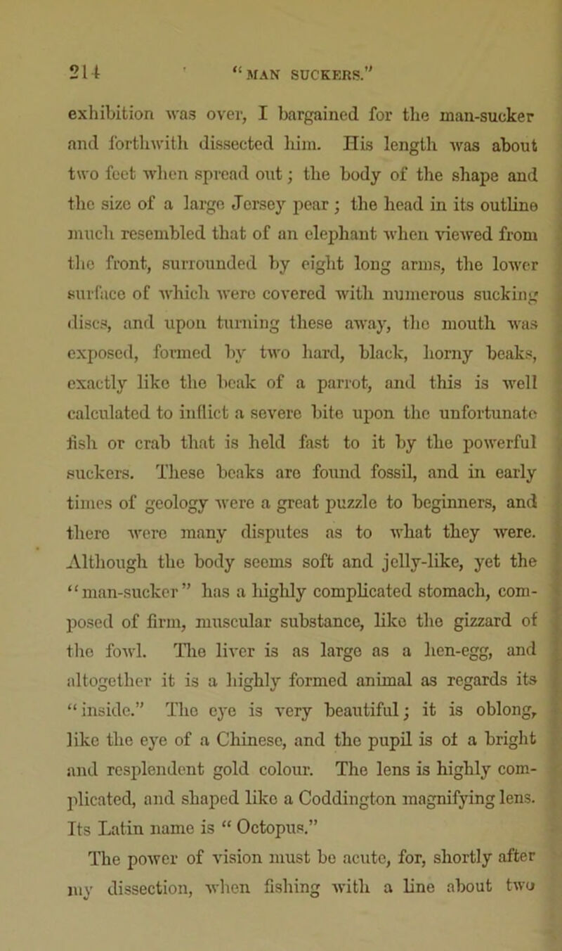 exhibition was over, I bargained for the man-sucker and forthwith dissected him. His length was about two feet when spread out; the body of the shape and the size of a large Jersey pear; the head in its outline much resembled that of an elephant when viewed from the front, surrounded by eight long arms, the lower surface of which were covered with numerous sucking discs, and upon turning these away, the mouth was exposed, formed by two hard, black, horny beaks, exactly like the beak of a parrot, and this is well calculated to inflict a severe bite upon the unfortunate flsh or crab that is held fast to it by the powerful suckers. These beaks are found fossil, and in early times of geology were a great puzzle to beginners, and there were many disputes as to what they were. Although the body seems soft and jelly-like, yet the “man-sucker” has a highly complicated stomach, com- posed of firm, muscular substance, like the gizzard of the fowl. Tire liver is as large as a hen-egg, and altogether it is a highly formed animal as regards its “inside.” The eye is very beautiful; it is oblong, like the eye of a Chinese, and the pupil is ol a bright and resplendent gold colour. The lens is highly com- plicated, and shaped like a Coddington magnifying lens. Its Latin name is “ Octopus.” The power of vision must be acute, for, shortly after juv dissection, when fishing with a line about two