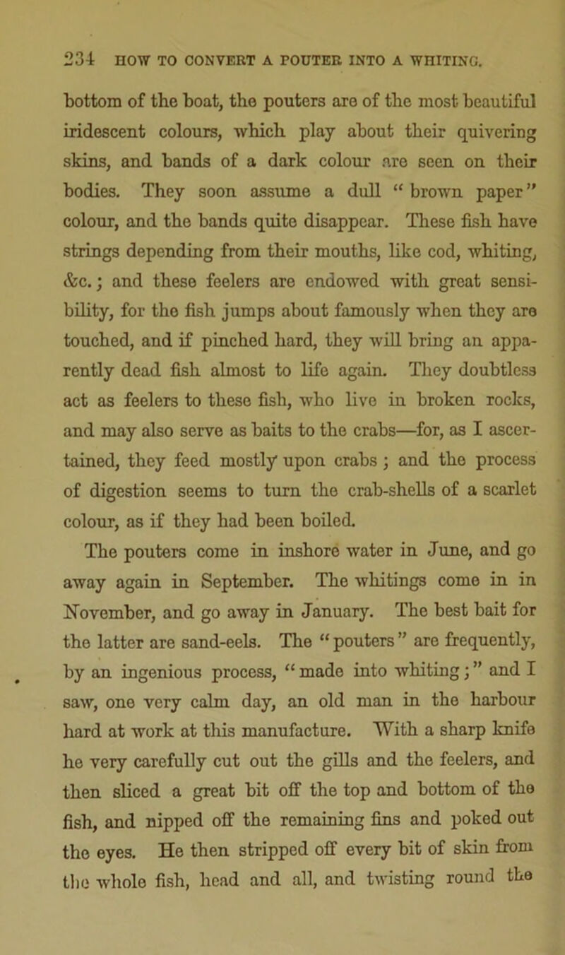 bottom of the boat, the pouters are of the most beautiful iridescent colours, which play about their quivering skins, and bands of a dark colour are seen on their bodies. They soon assume a dull “ brown paper ” colour, and the bands quite disappear. These fish have strings depending from their mouths, like cod, whiting, &c.; and these feelers are endowed with great sensi- bility, for the fish jumps about famously when they are touched, and if pinched hard, they will bring an appa- rently dead fish almost to life again. They doubtless act as feelers to these fish, who live in broken rocks, and may also serve as baits to the crabs—for, as I ascer- tained, they feed mostly upon crabs ; and the process of digestion seems to turn the crab-shells of a scarlet colour, as if they had been boiled. The pouters come in inshore water in June, and go away again in September. The whitings come in in November, and go away in January. The best bait for the latter are sand-eels. The “ pouters ” are frequently, by an ingenious process, “ made into whiting; ” and I saw, one very calm day, an old man in the harbour hard at work at this manufacture. With a sharp knife he very carefully cut out the gills and the feelers, and then sliced a great bit off the top and bottom of the fish, and nipped off the remaining fins and poked out the eyes. He then stripped off every bit of skin from the whole fish, head and all, and twisting round the