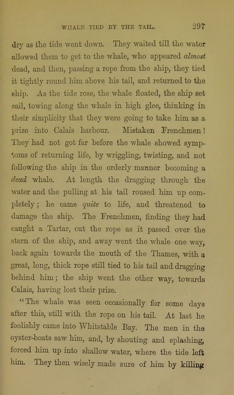 dry as tlie tide went down. They waited till the water allowed them to get to the whale, w'ho appeared almost dead, and then, passing a rope from the ship, they tied it tightly round him above his tail, and returned to the ship. As the tide rose, the whale floated, the ship set sail, towing along the whale in high glee, thinking in their simplicity that they were going to take him as a prize into Calais harbour. Mistaken Frenchmen! They had not got far before the whale showed symp- toms of returning life, by wriggling, twisting, and not following the ship in the orderly manner becoming a dead whale. At length the dragging through the water and the pulling at his tail roused him up com- pletely; he came quite to life, and threatened to damage the ship. The Frenchmen, finding they had caught a Tartar, cut the rope as it passed over the .stern of the ship, and away went the whale one way, back again towards the mouth of the Thames, with a great, long, thick rope still tied to his tail and dragging behind him; the ship -went the other way, towards Calais, having lost their prize. “ The whale was seen occasionally for some days after this, still with the rope on his tail. At last he foolishly came into Whitstable Bay. The men in the oyster-boats saw him, and, by shouting and splashing, forced him up into shallow water, where the tide left him. They then wisely made sure of him by killinp