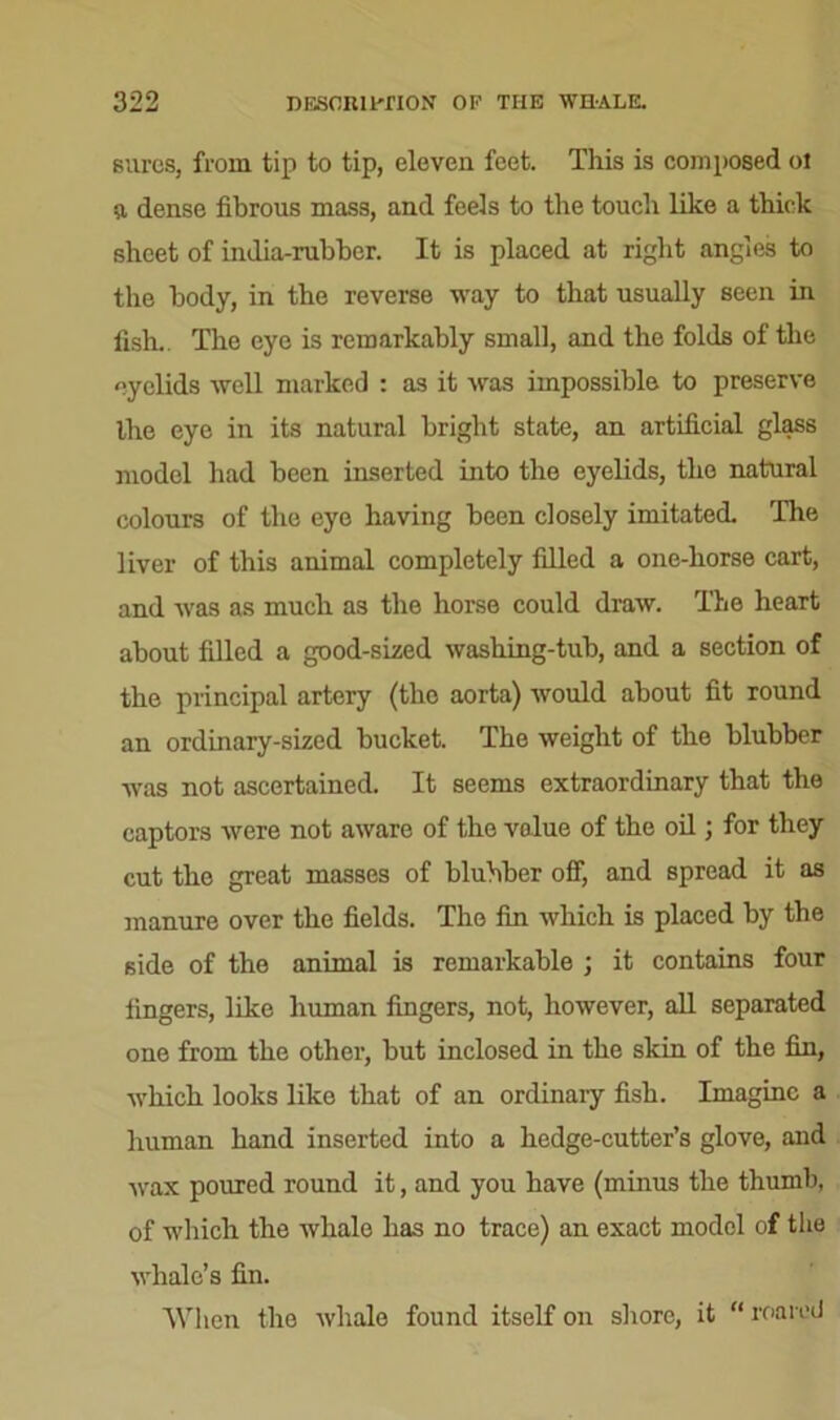 sures, from tip to tip, eleven feet. This is composed ol a dense fibrous mass, and feels to the touch like a thick sheet of india-rubber. It is placed at right angles to the body, in the reverse way to that usually seen in fish.. The eye is remarkably small, and the folds of the eyelids well marked : as it was impossible to preserve the eye in its natural bright state, an artificial glass model had been inserted into the eyelids, the natural colours of the eye having been closely imitated. The liver of this animal completely filled a one-horse cart, and was as much as the horse could draw. The heart about filled a good-sized washing-tub, and a section of the principal artery (the aorta) would about fit round an ordinary-sized bucket. The weight of the blubber was not ascertained. It seems extraordinary that the captors were not aware of the value of the oil; for they cut the great masses of blubber off, and spread it as manure over the fields. The fin which is placed by the side of the animal is remarkable ; it contains four fingers, like human fingers, not, however, all separated one from the other, but inclosed in the skin of the fin, •which looks like that of an ordinary fish. Imagine a human hand inserted into a hedge-cutter’s glove, and Avax poured round it, and you have (minus the thumb, of which the whale has no trace) an exact model of the whale’s fin. When the whale found itself on shore, it “ roared