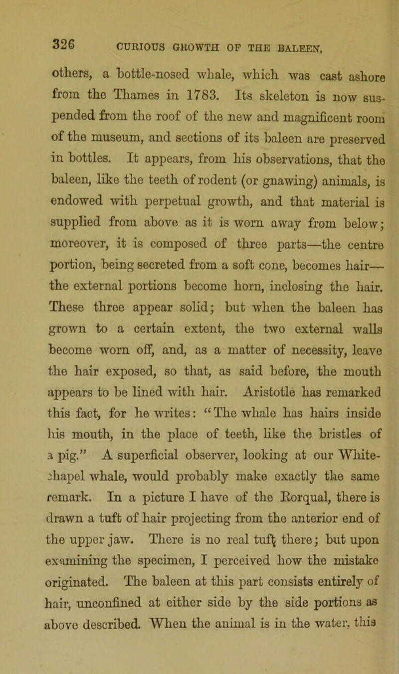 others, a bottle-nosed whale, which was cast ashore from the Thames in 1783. Its skeleton is now sus- pended from the roof of the new and magnificent room of the museum, and sections of its baleen are preserved in bottles. It appears, from his observations, that the baleen, like the teeth of rodent (or gnawing) animals, is endowed with perpetual growth, and that material is supplied from above as it is worn away from below; moreover, it is composed of three parts—the centre portion, being secreted from a soft cone, becomes hair— the external portions become bom, inclosing the hair. These three appear solid; but when the baleen has grown to a certain extent, the two external walls become worn off, and, as a matter of necessity, leave the hair exposed, so that, as said before, the mouth appears to be lined with hair. Aristotle has remarked this fact, for he writes: “ The whale has hairs inside his mouth, in the place of teeth, like the bristles of a pig.” A superficial observer, looking at our White- chapel whale, would probably make exactly the same remark. In a picture I havo of the Rorqual, there is drawn a tuft of hair projecting from the anterior end of the upper jaw. There is no real tuf( there; but upon examining the specimen, I perceived how the mistake originated. The baleen at this part consists entirely of hair, unconfined at either side by the side portions as above described. When the animal is in the water, this